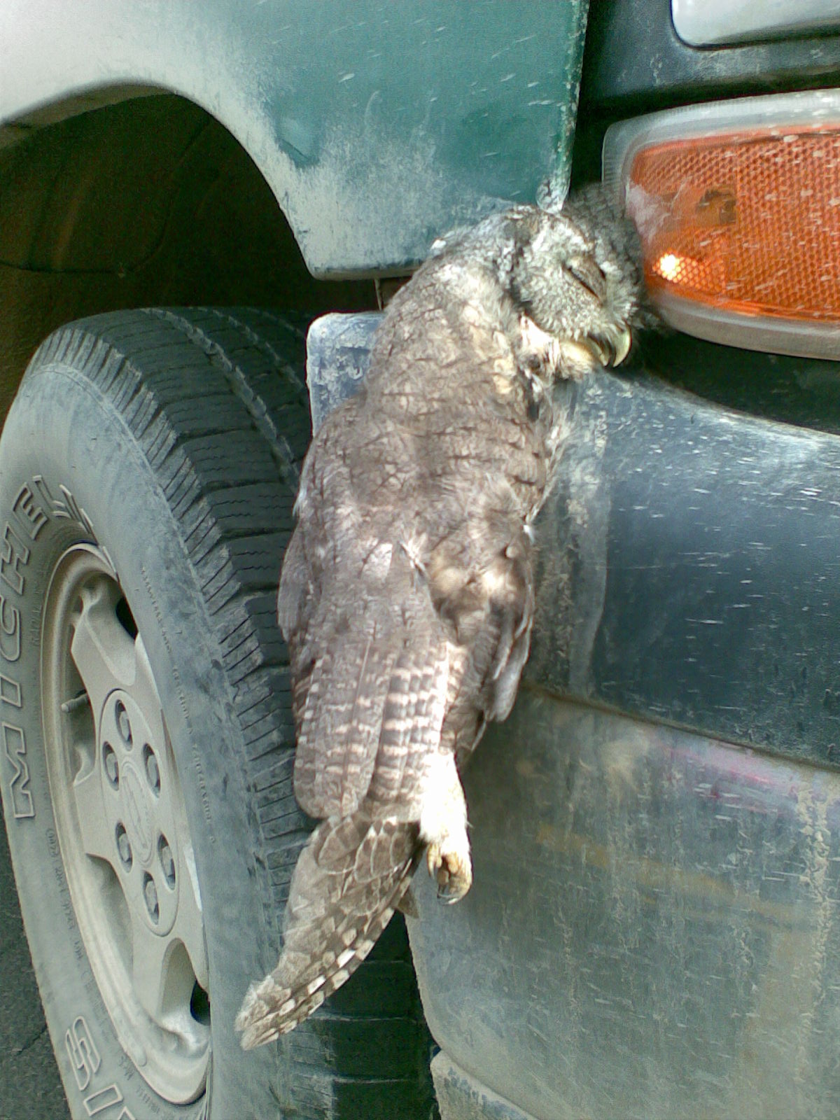 A truck with a dead owl hanging from the front bumper.