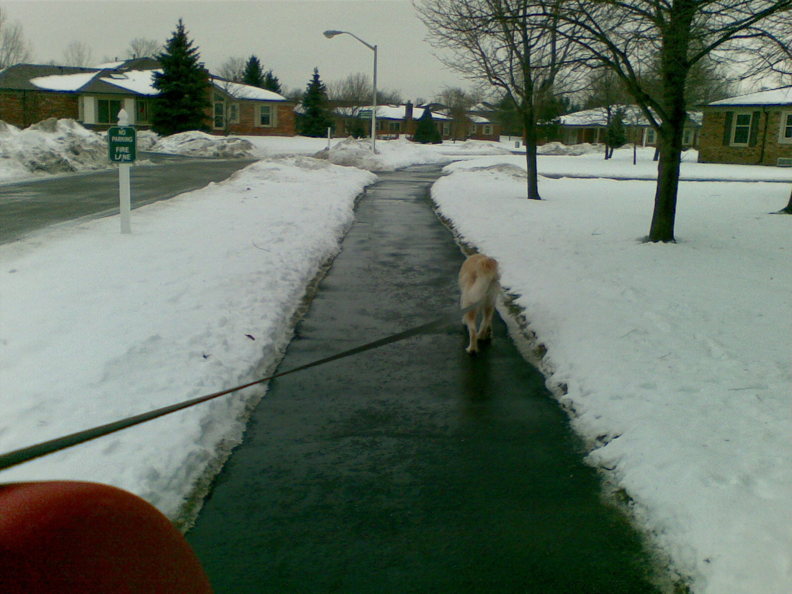 Taking Roxie, Danielle's dog, for a walk while I watch her.