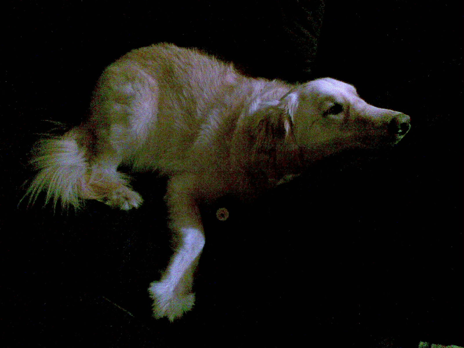 Roxie, laying on the futon with her head propped up on a pillow, worn out from chasing a squeeky toy around the basement.