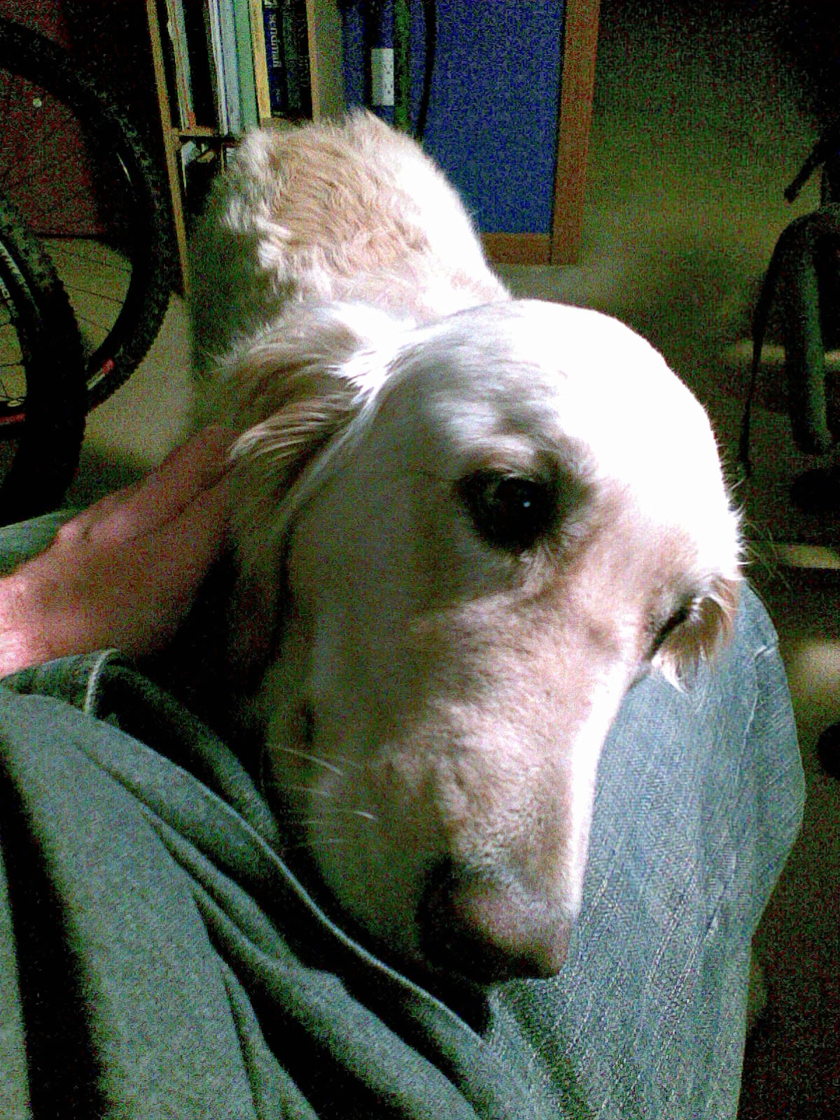 Roxie laying her head on my leg after my friend Brian left. She wanted me to pet her.