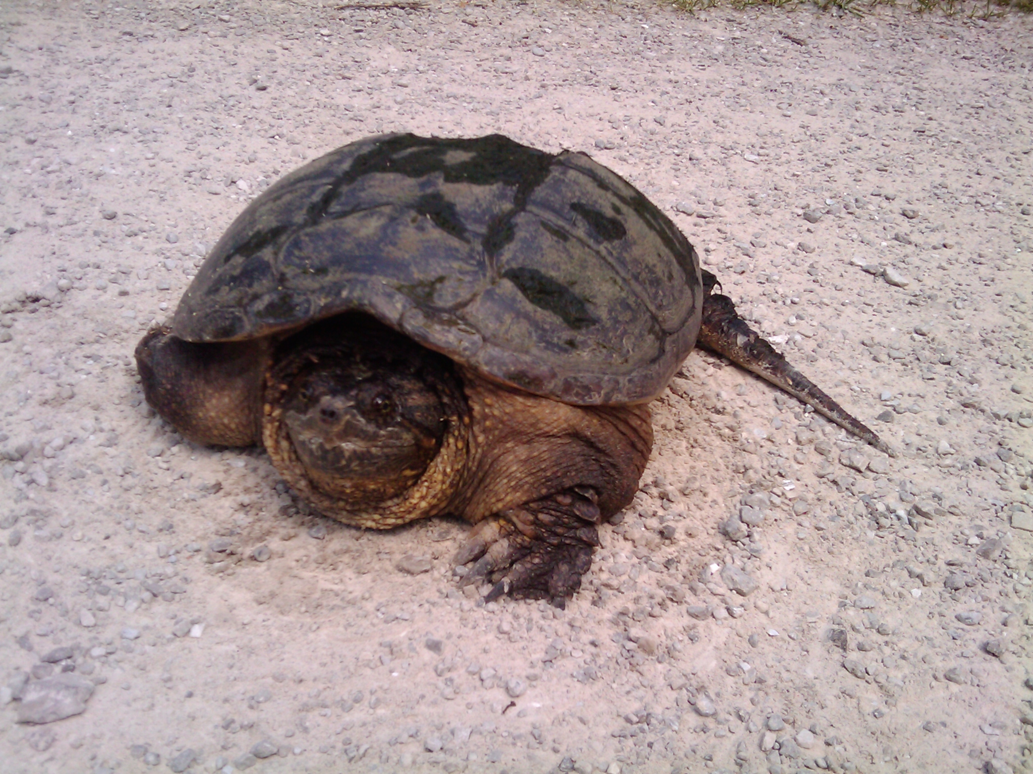 Large snapping turtle the size of a bowling ball along the Paint Creek Trail.