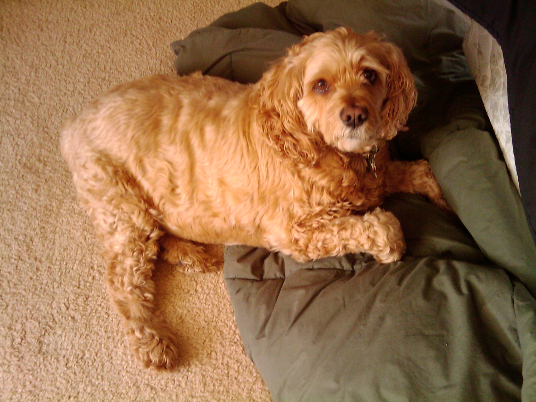 Afie, laying on the heavier winter blanket on the floor of my bedroom, after being surprised awake by me getting out of the shower.