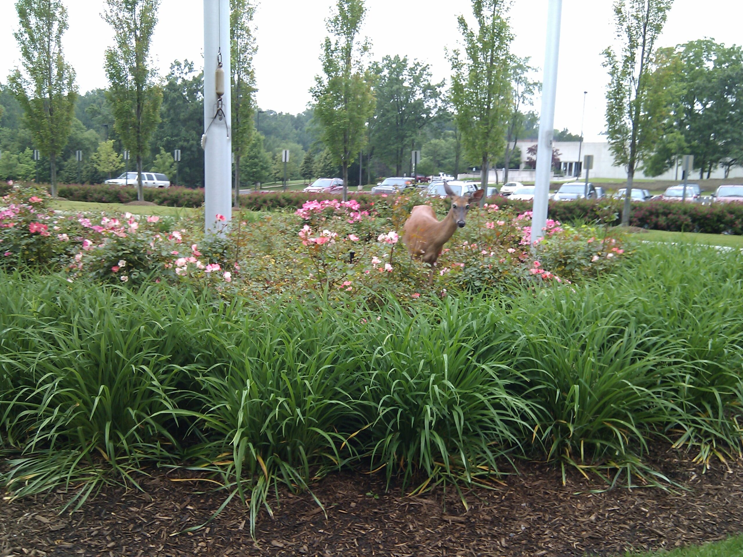 I was able to get quite close to the deer and take another photo.