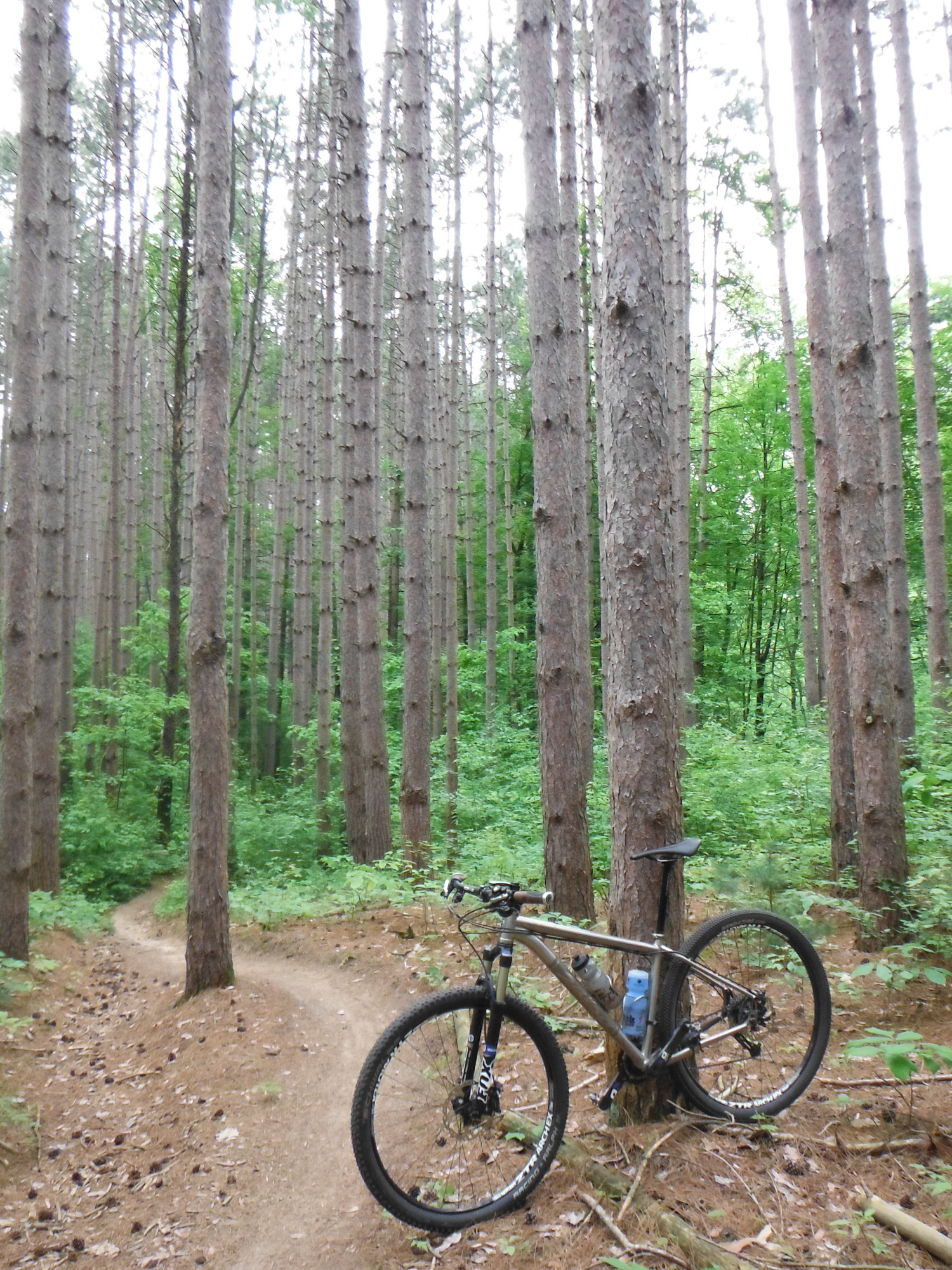 Beautiful Red Pine somewhere along the trail at Yankee Springs.