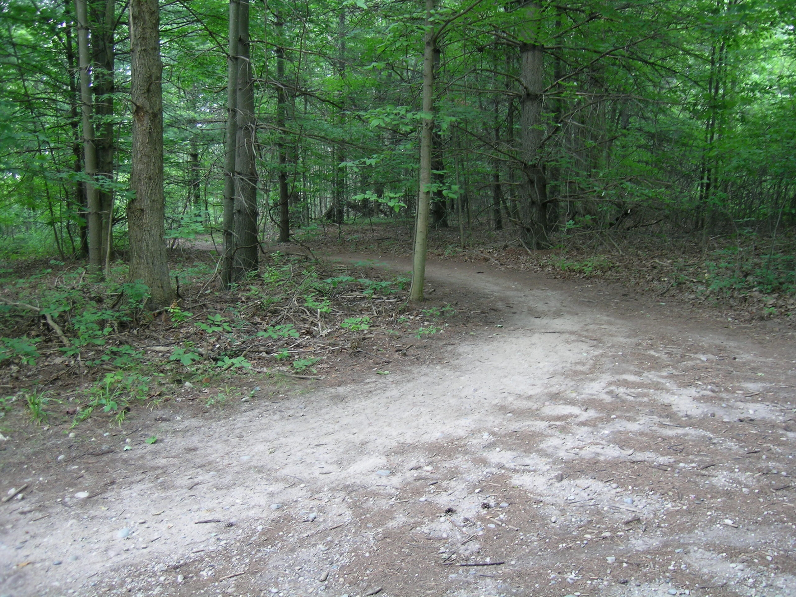 The entrance to The Pines trail in Stony Creek standing at marker #6.