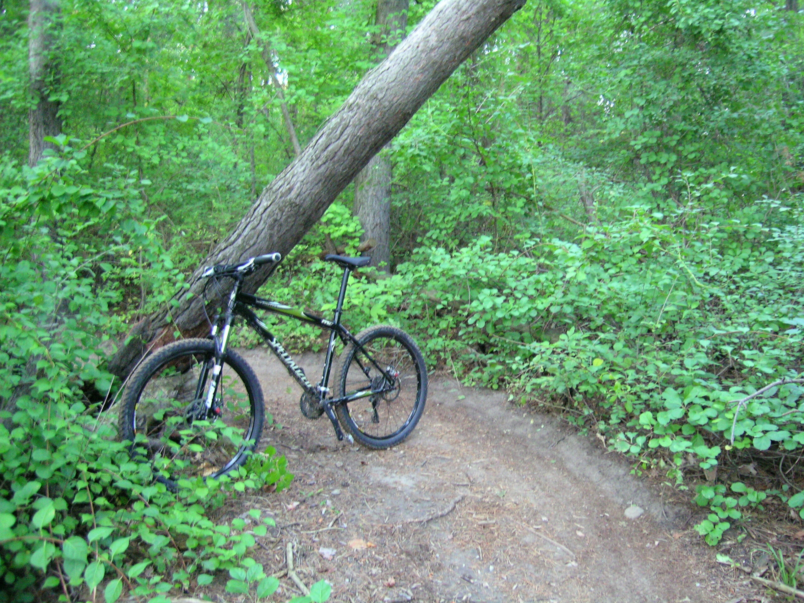 Another (quite blurry) view of my bike leaning against the crooked tree on The Snake at Stony Creek.