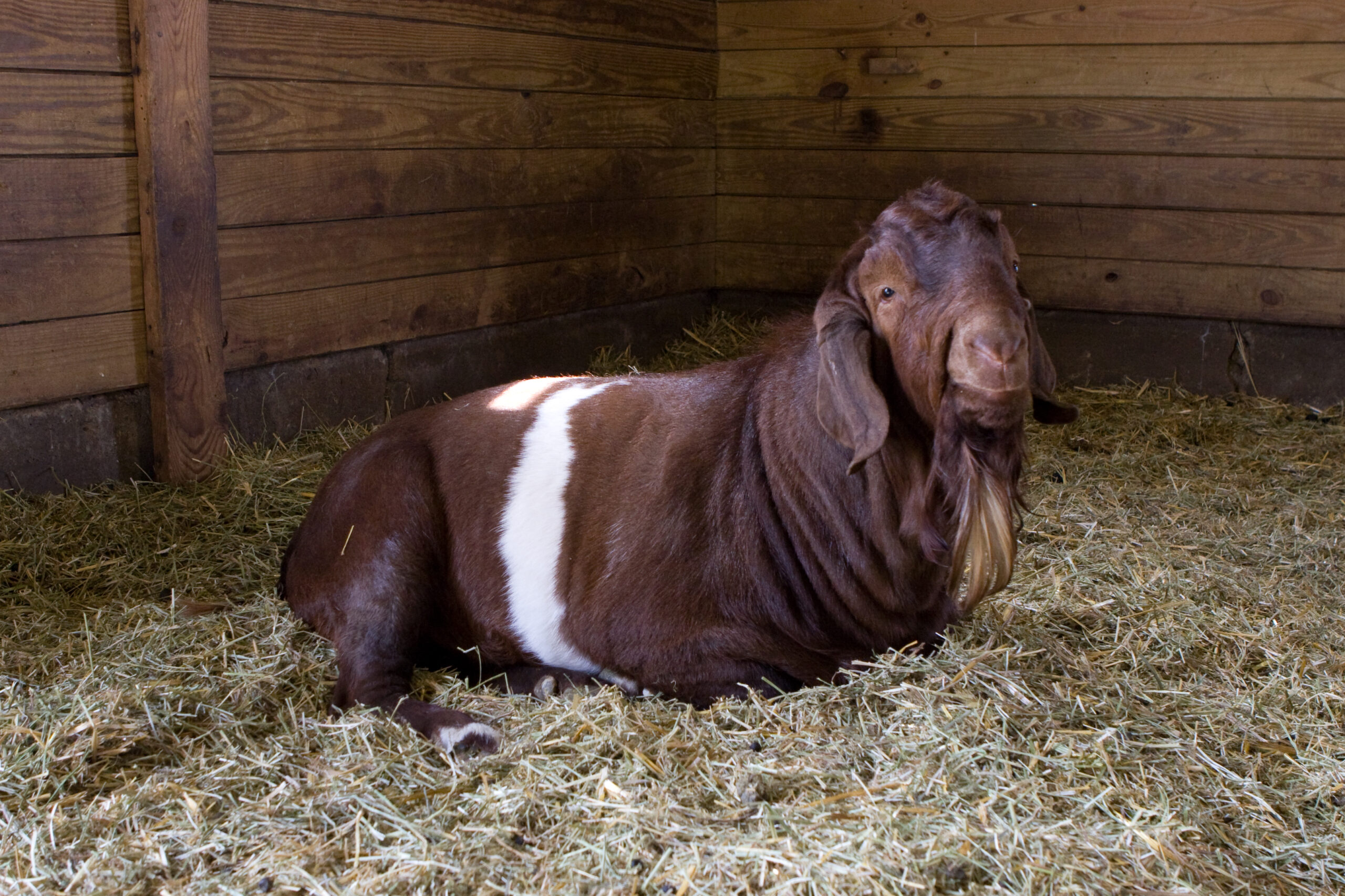 The very friendly, but very wrinkly goat at the learning farm at Wolcott Mill Metropark.