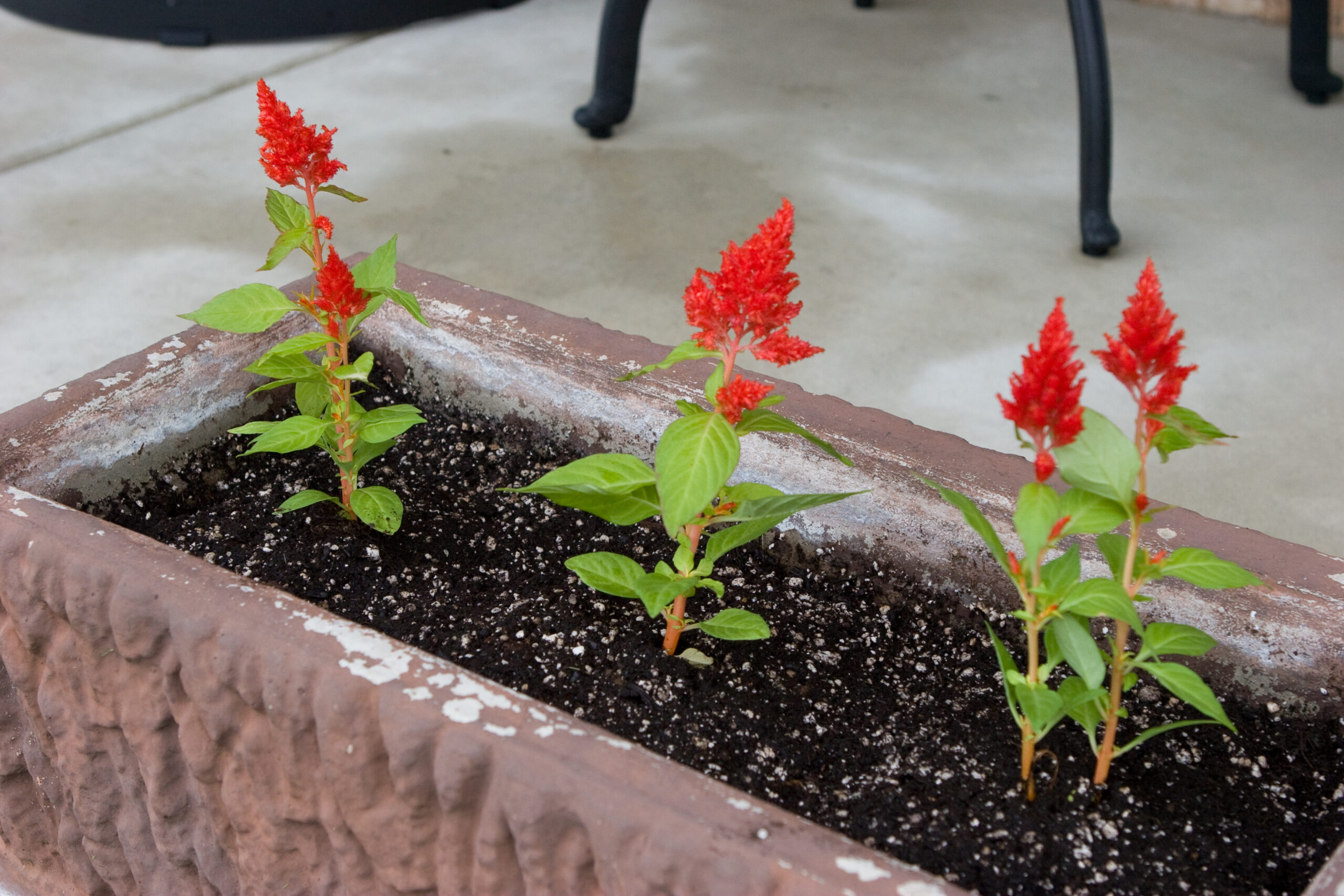 One planter of Castle Scarlet Celosia.