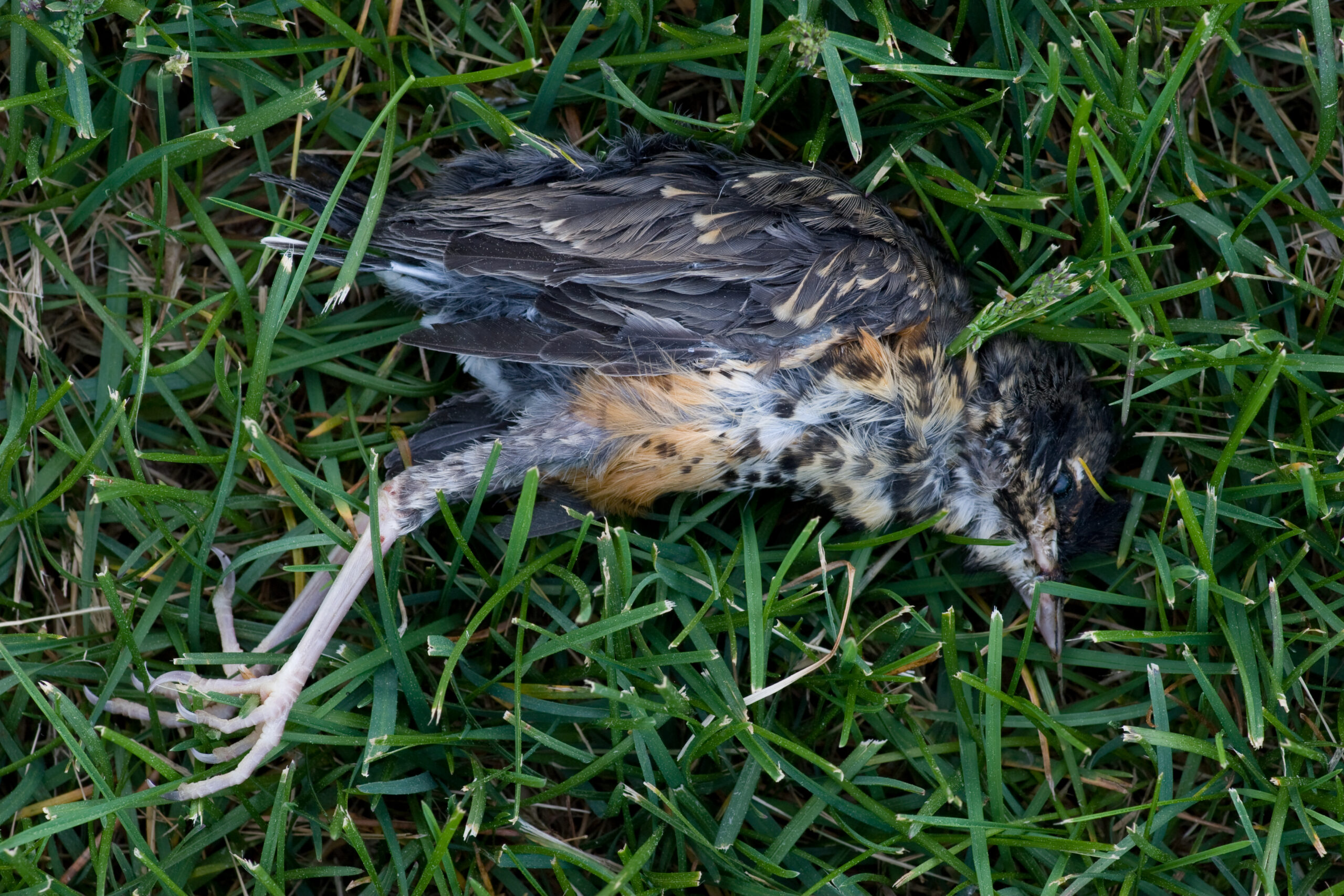 A dead bird found in the lawn when taking pictures of the sunset on the evening of 26-May-2008.