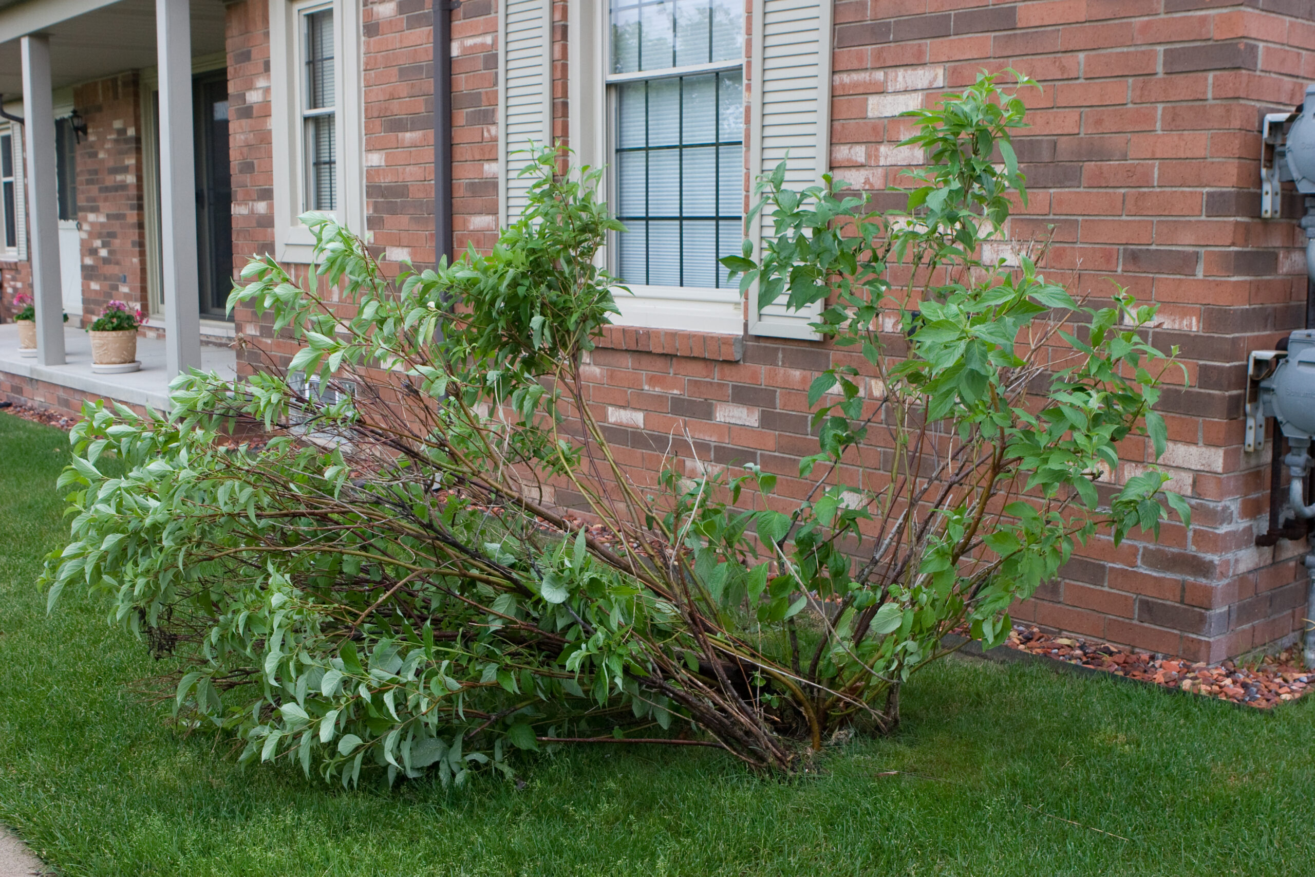 The storm on 08-Jun-2008 blew over one of the shrubs near my condo. It was partially rotted, and the storm seems to have broken it off and bent it over.
