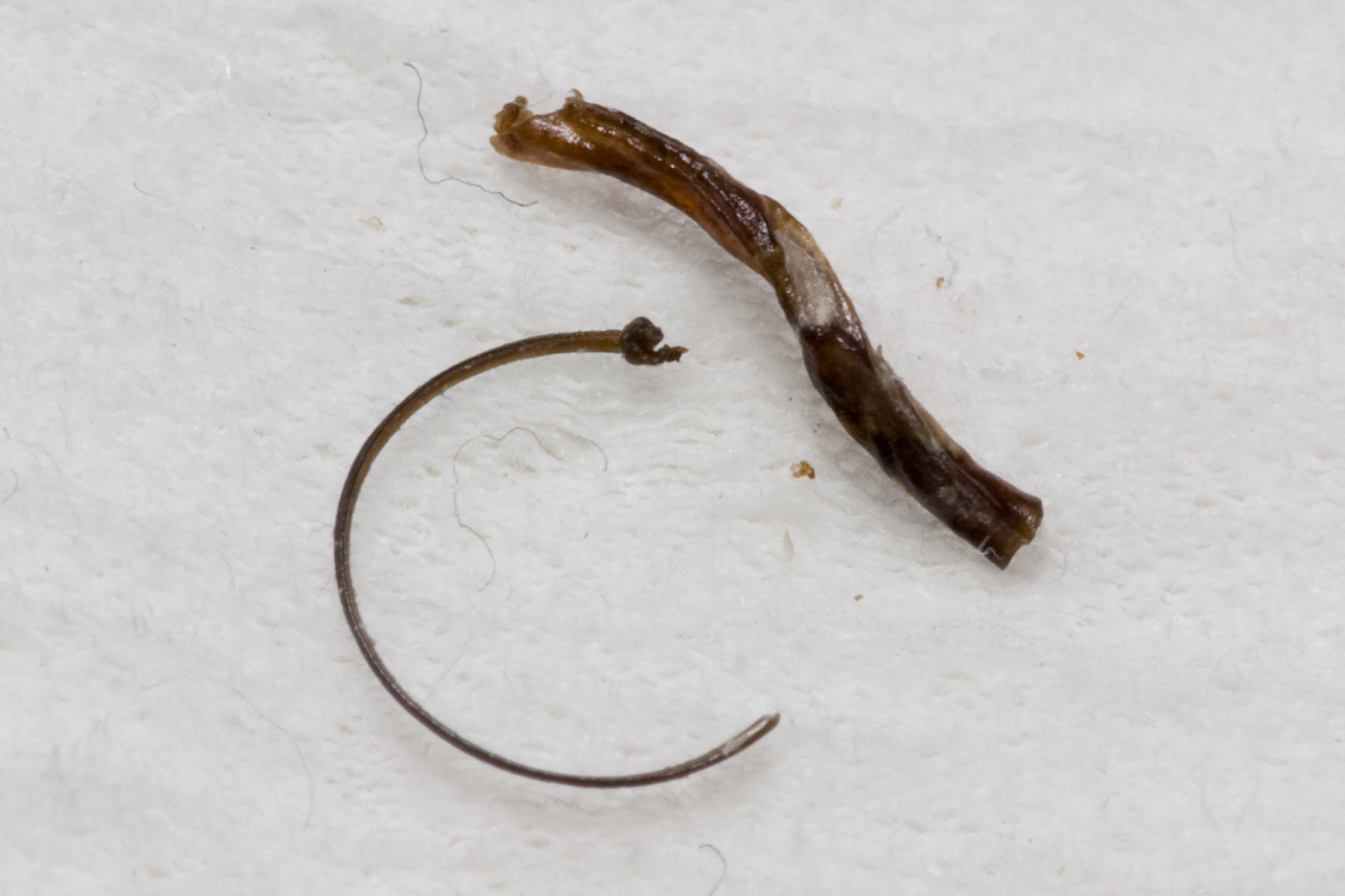 Abnormal, extra thick whisker compared to a normal one.