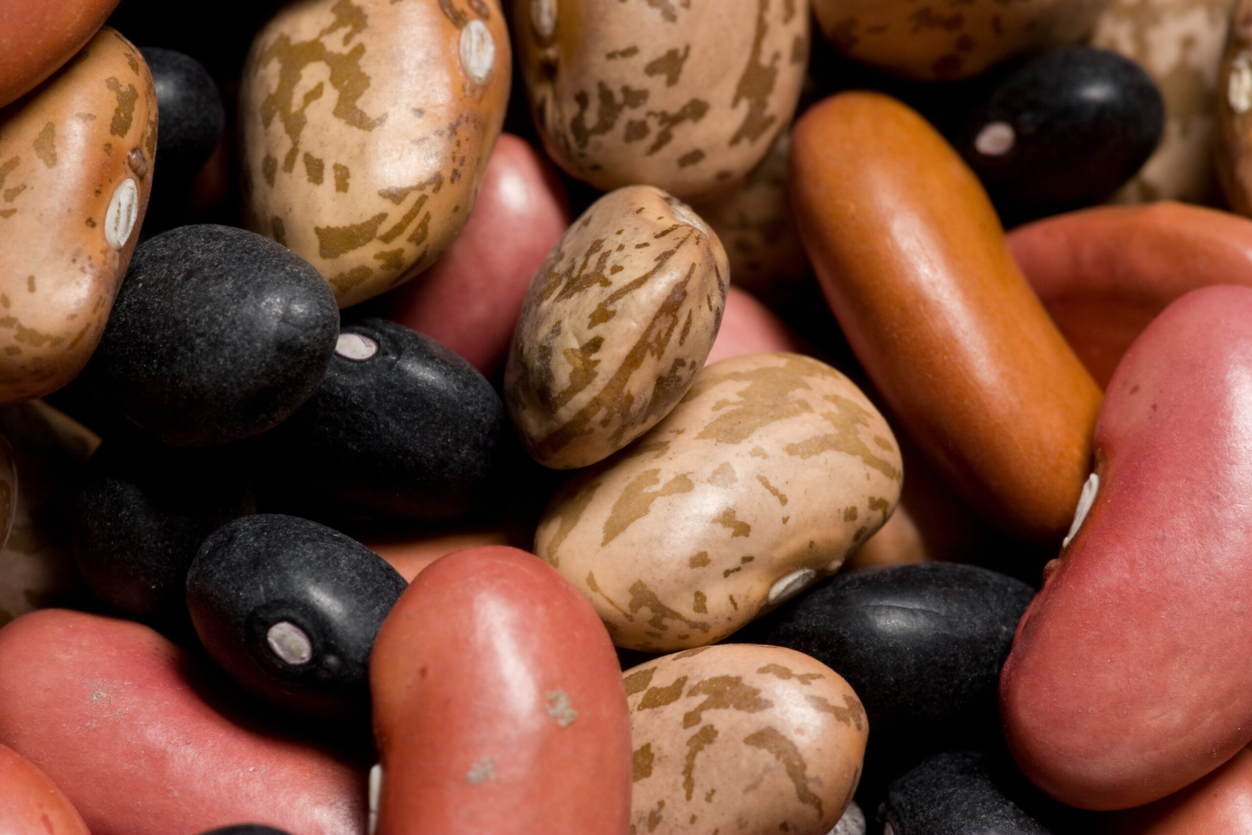 Black (negros), red (rojos), and pinto beans to be used in making veggie chili (chili sin carne).