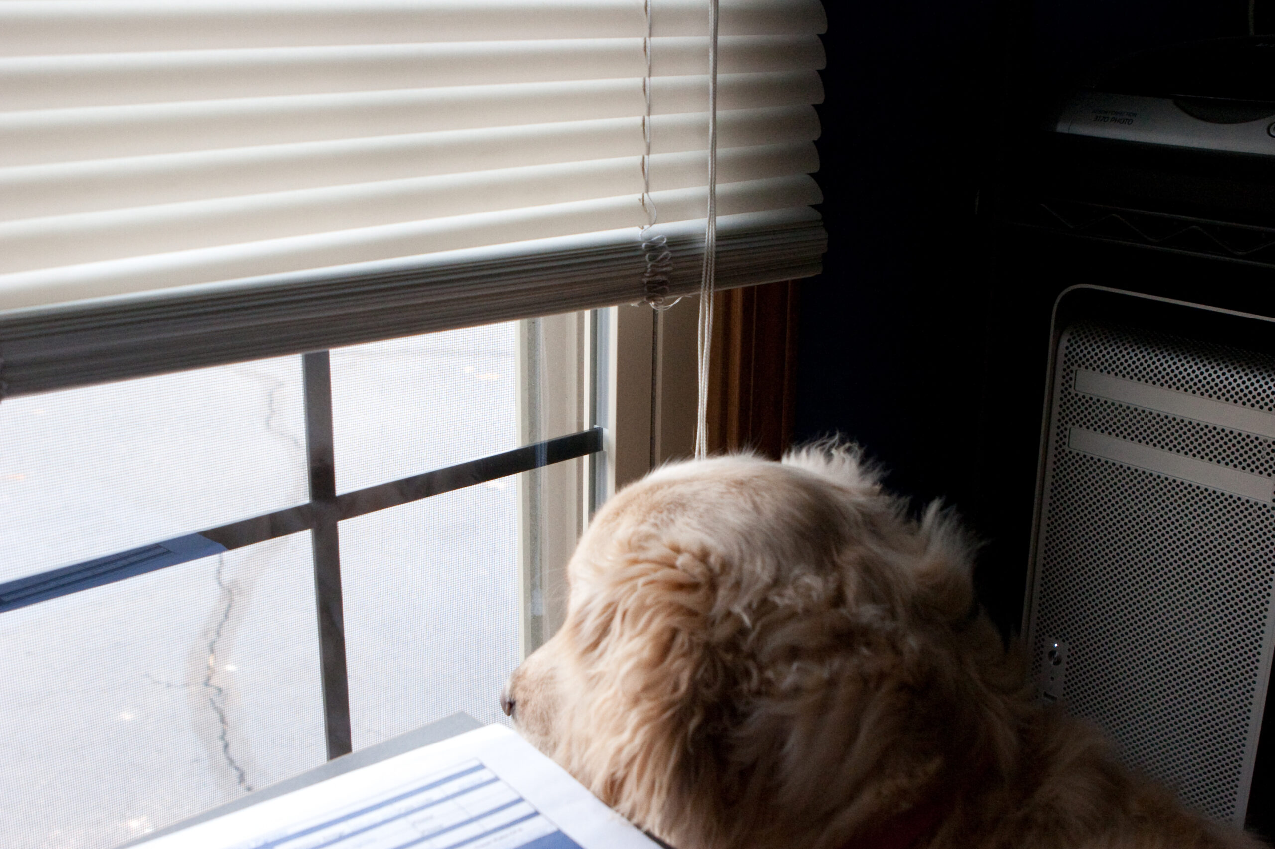 Roxie likes it when I lift the blinds up so that she can look outside.