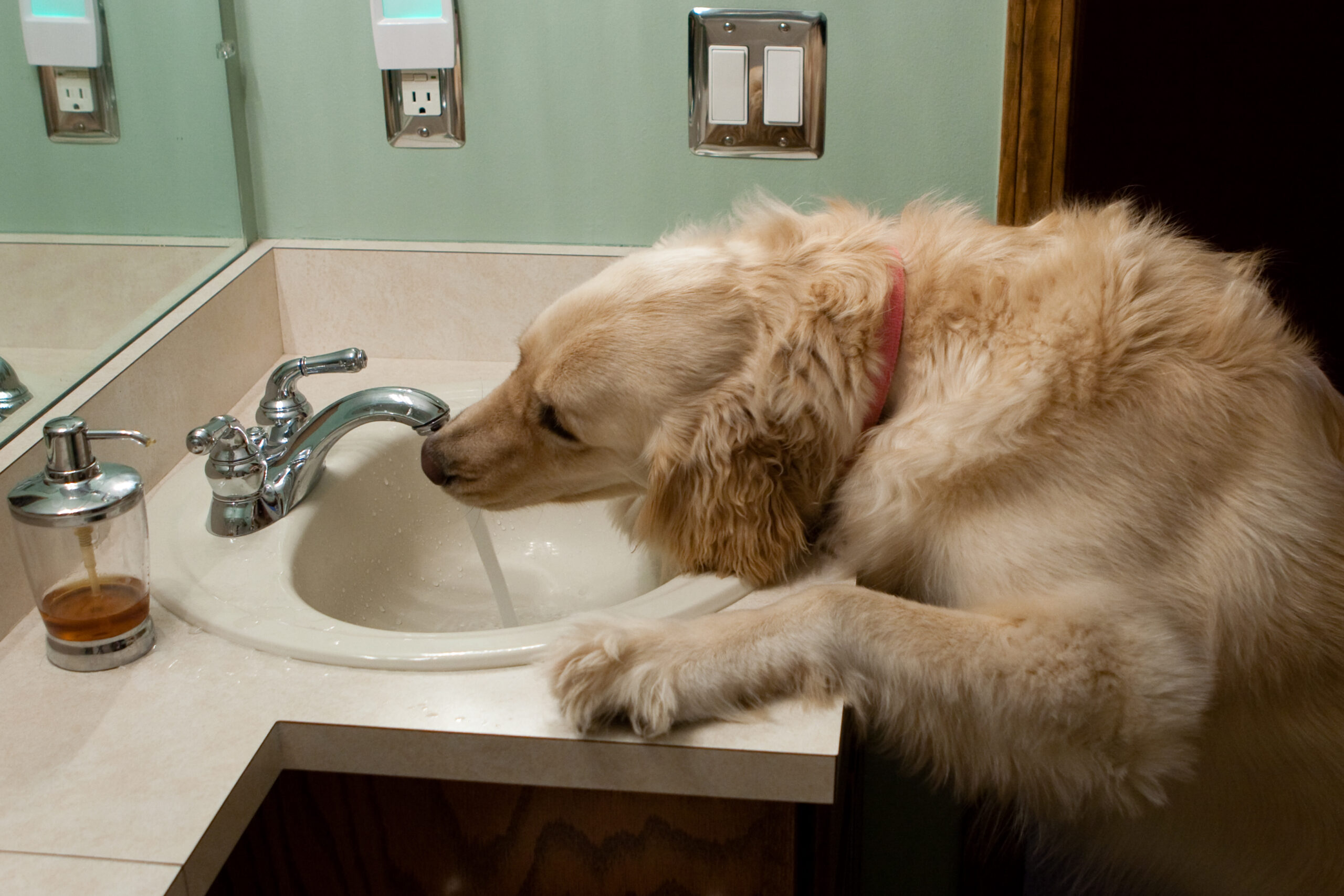 Given the option, Roxie will drink out of bathroom sinks.