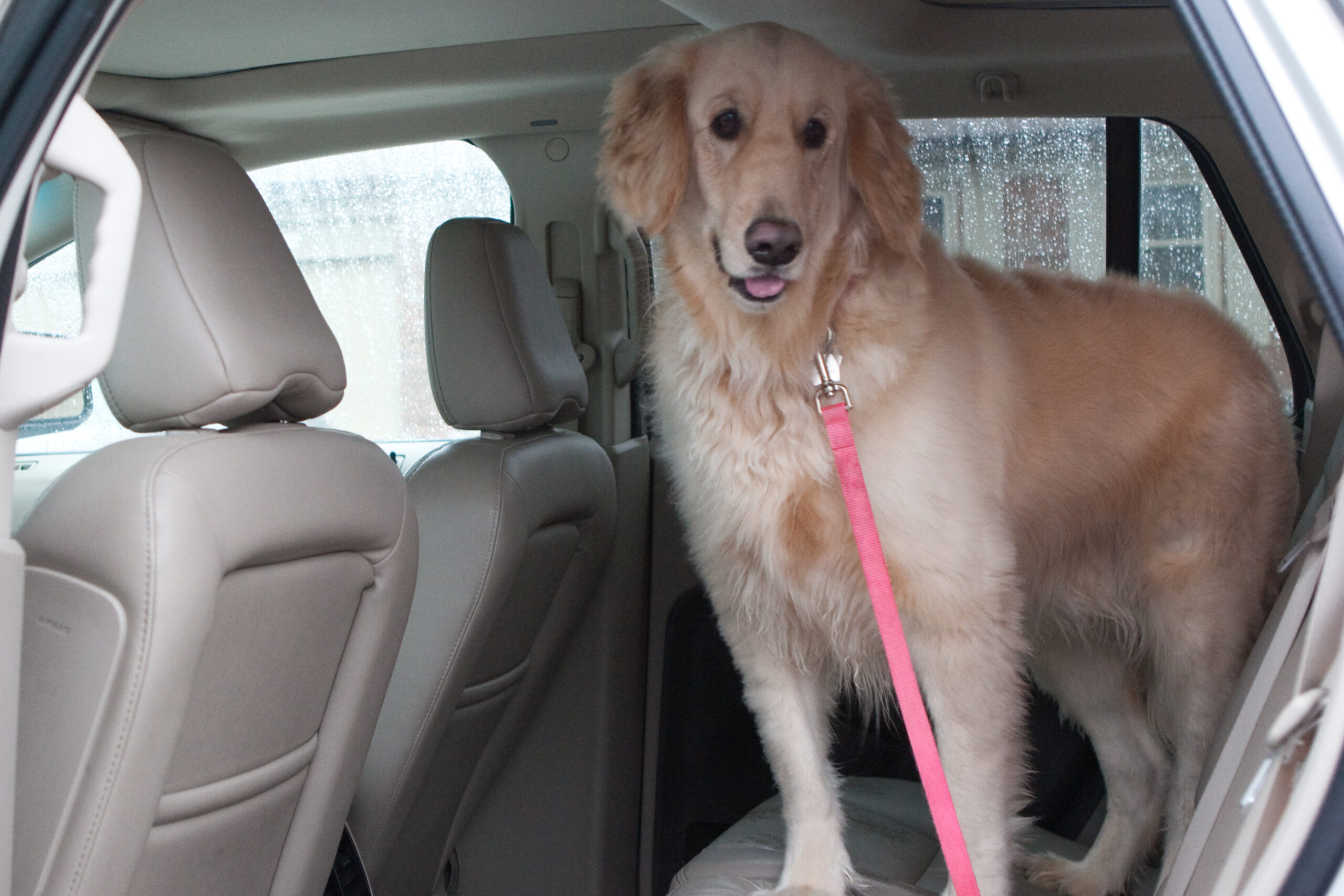 Roxie standing in the back of Danielle's dad's car as Danielle was about to drive her back home.
