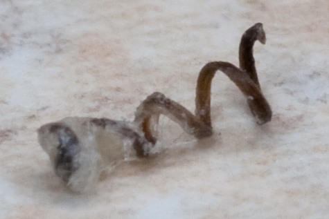 Odd, spiral shaped whisker removed from my face one morning.