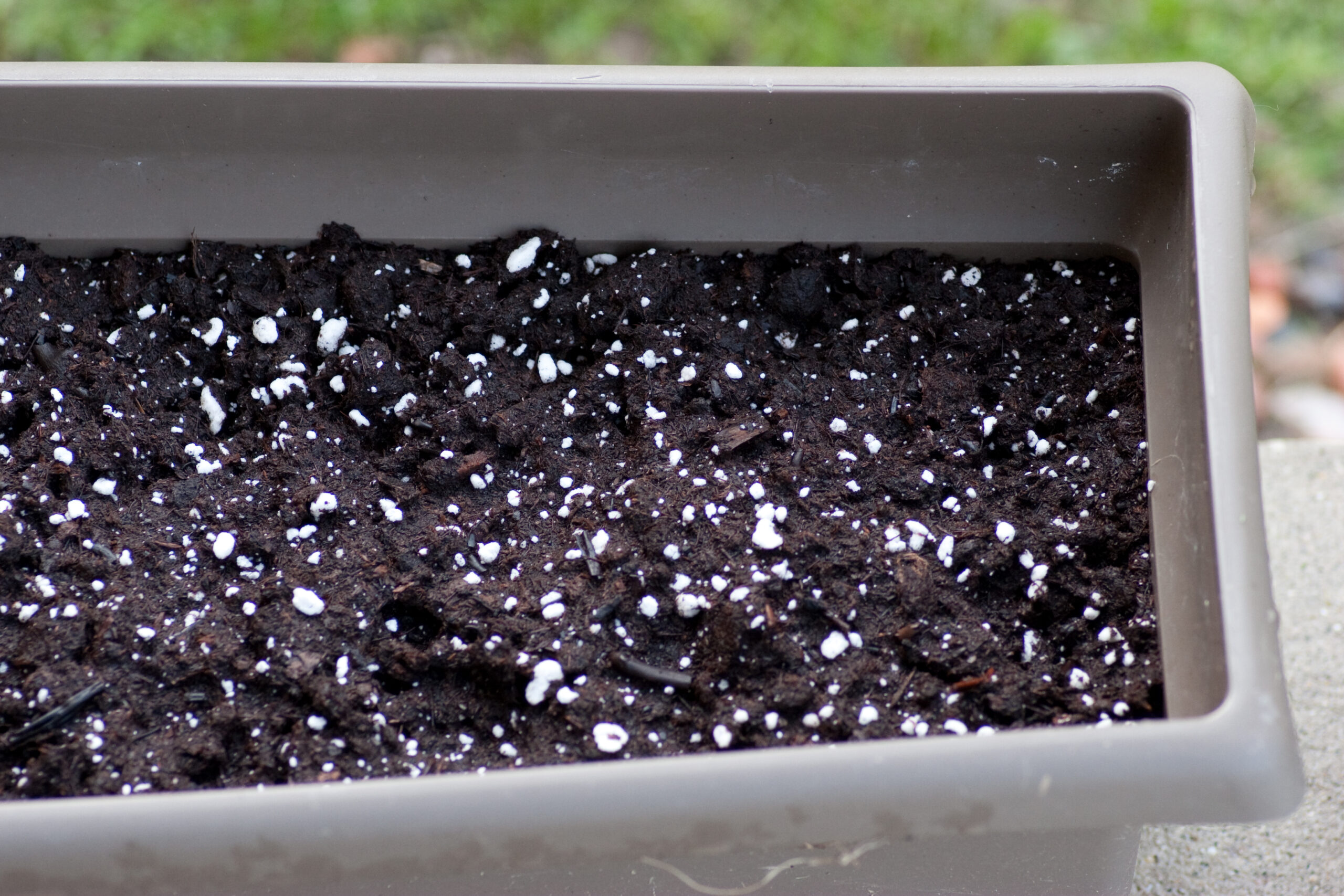 Just-planted Merveille des Quatre Saisons and Forellenschuss lettuces seeds in soil.