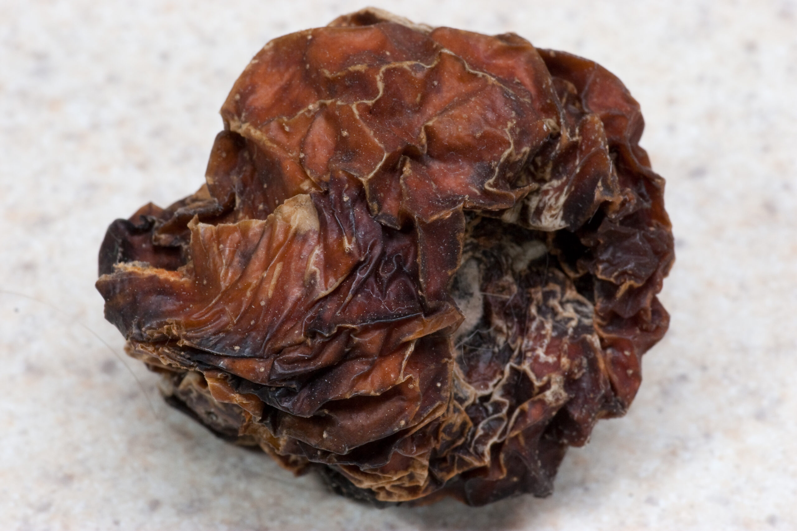 An apple which shriveled, rotted, and dried after Danielle left it in her car and it ended up beneath a seat.