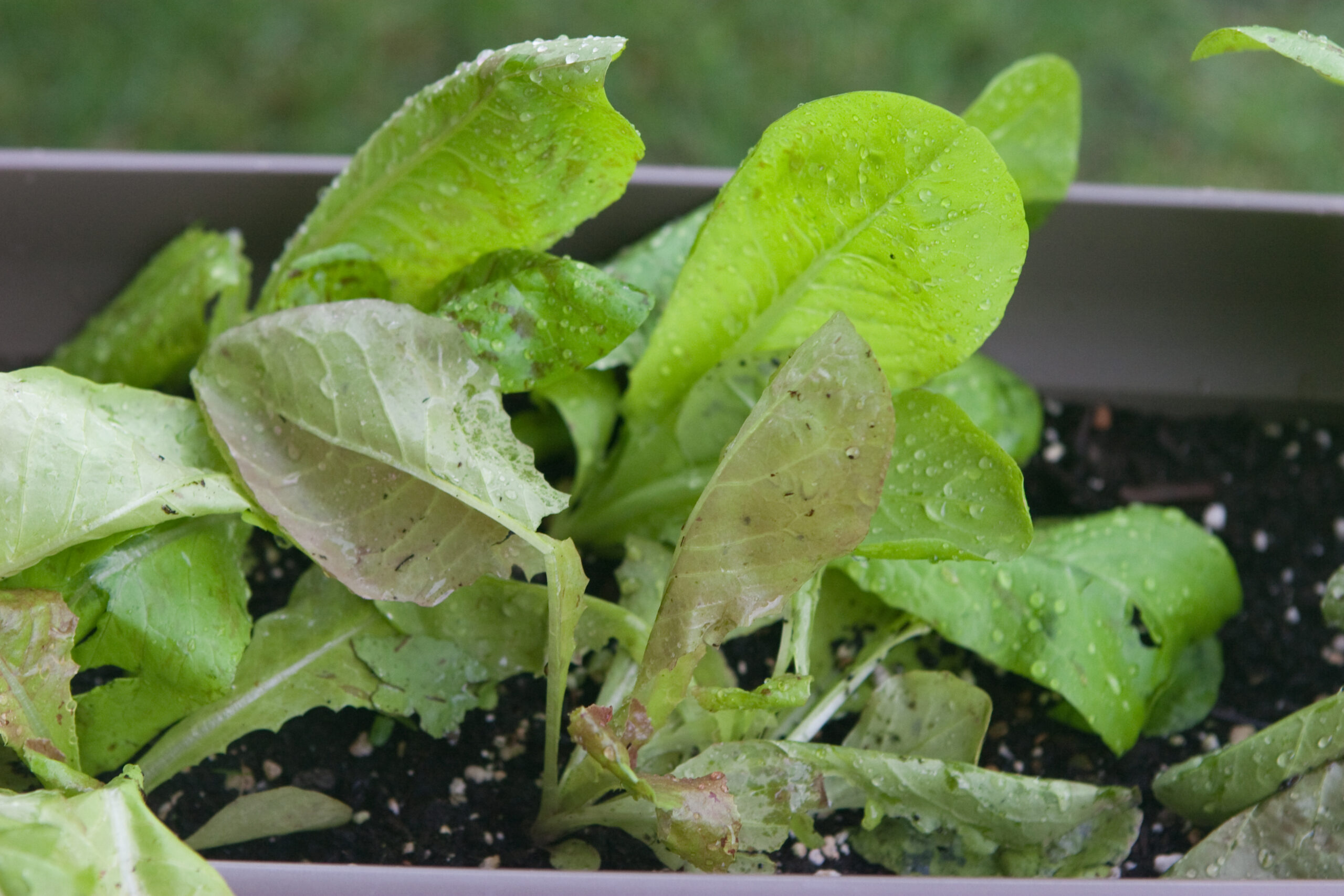 Lettuce damaged by the storm on 25-Jun-2009.