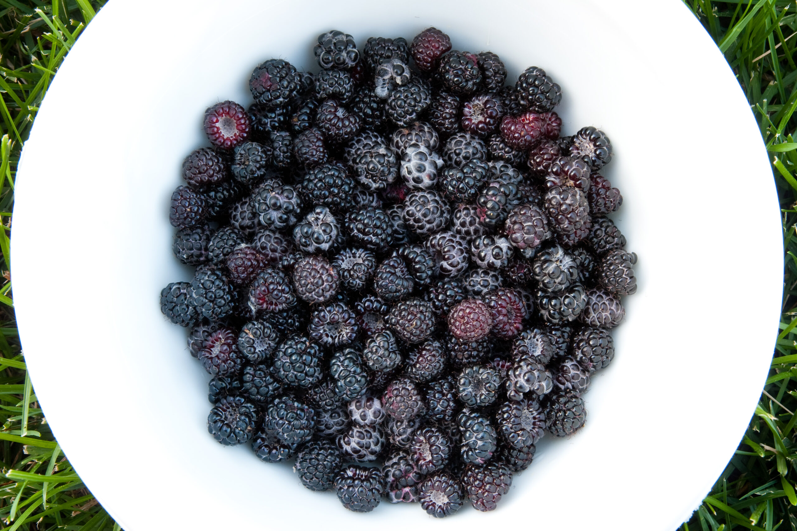 Just under half a pound of fresh blackberries picked in the field next to my house.