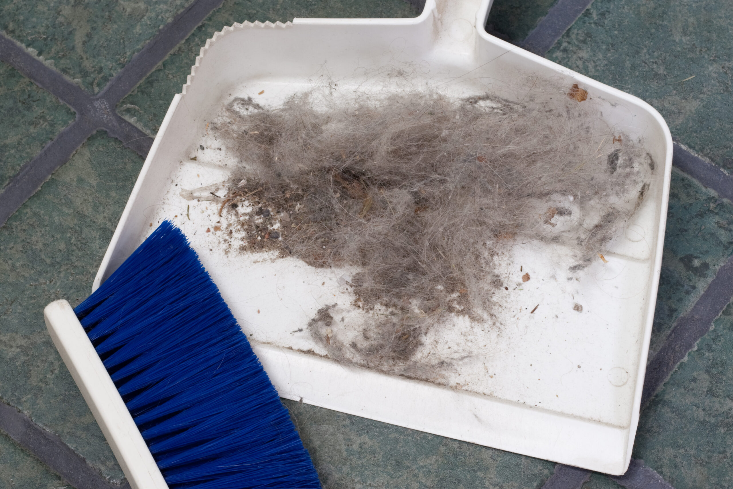 Pile of dust, Roxie hair, and other detritus in the dust pan after sweeping the kitchen and laundry room.