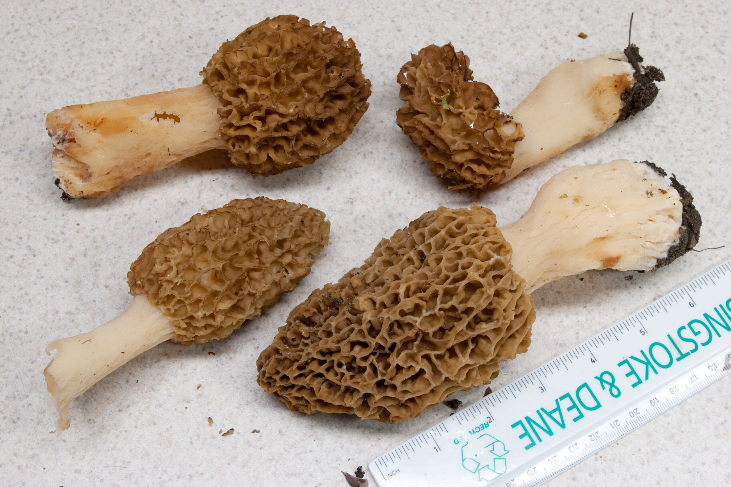 Four large morel mushrooms found at River Bends Park while laying out mountain bike trail.