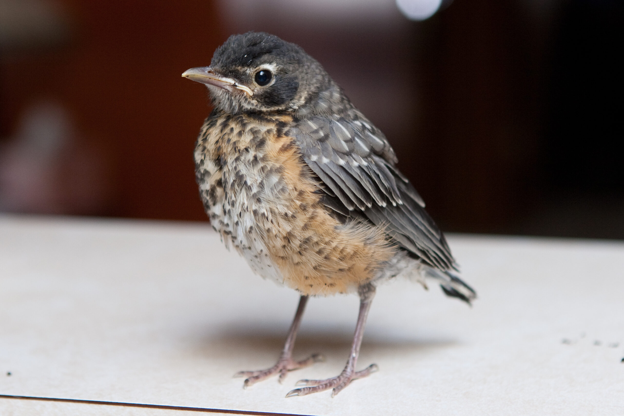 Robin standing on the edge of my kitchen counter the day before it flew away.