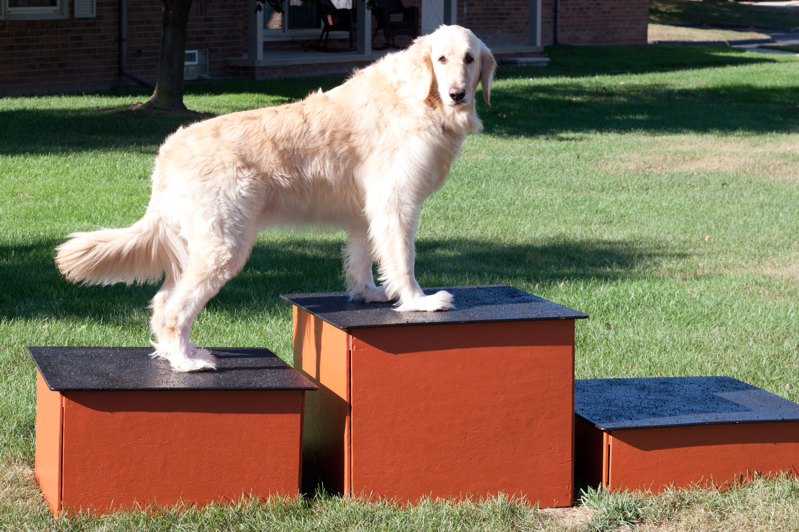 Roxie climbing on the awards podiums for the Addison Oaks XC race that Pete (PK) built and I painted, including non-slip top.