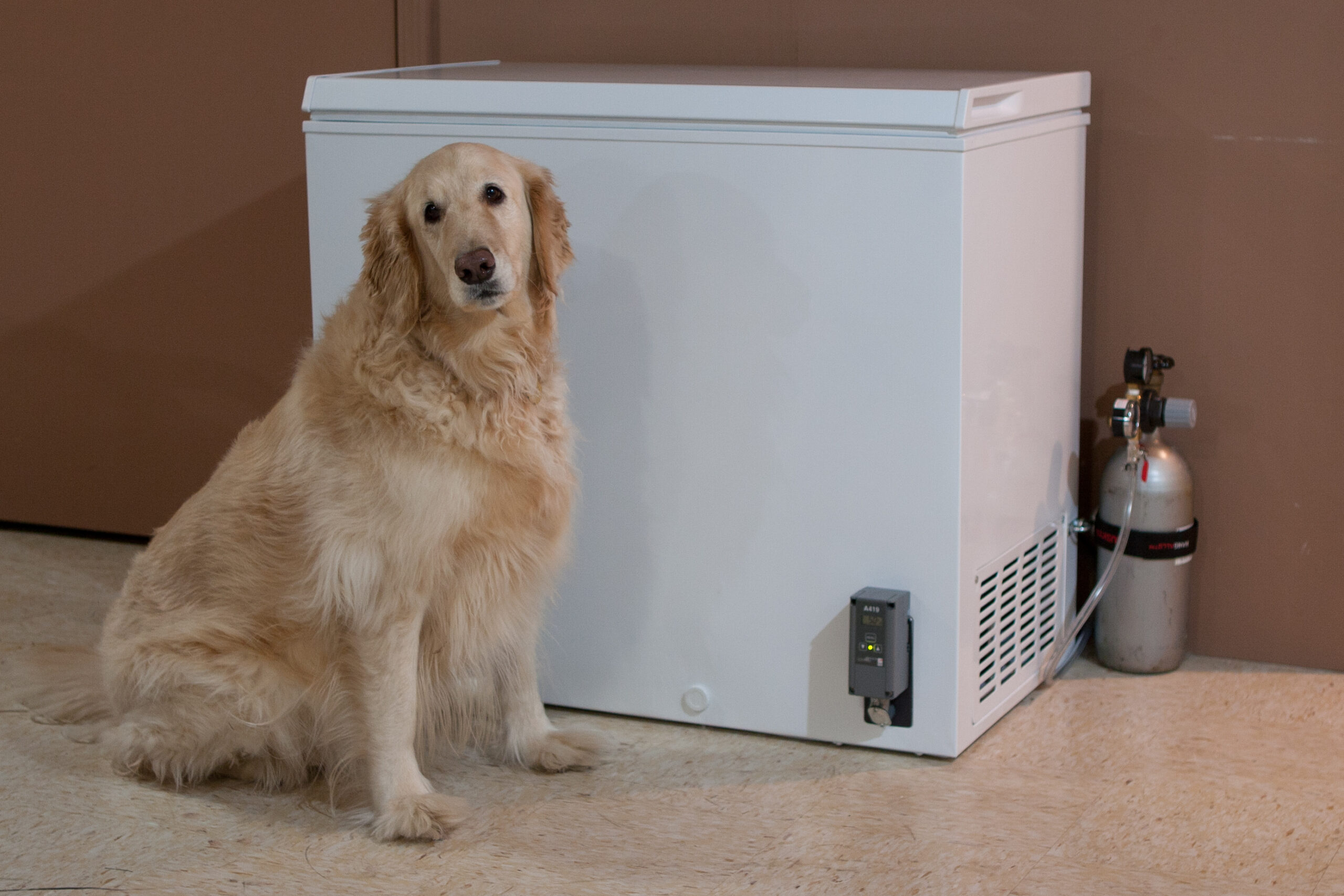 Roxie approves of the kegged beer cooler.