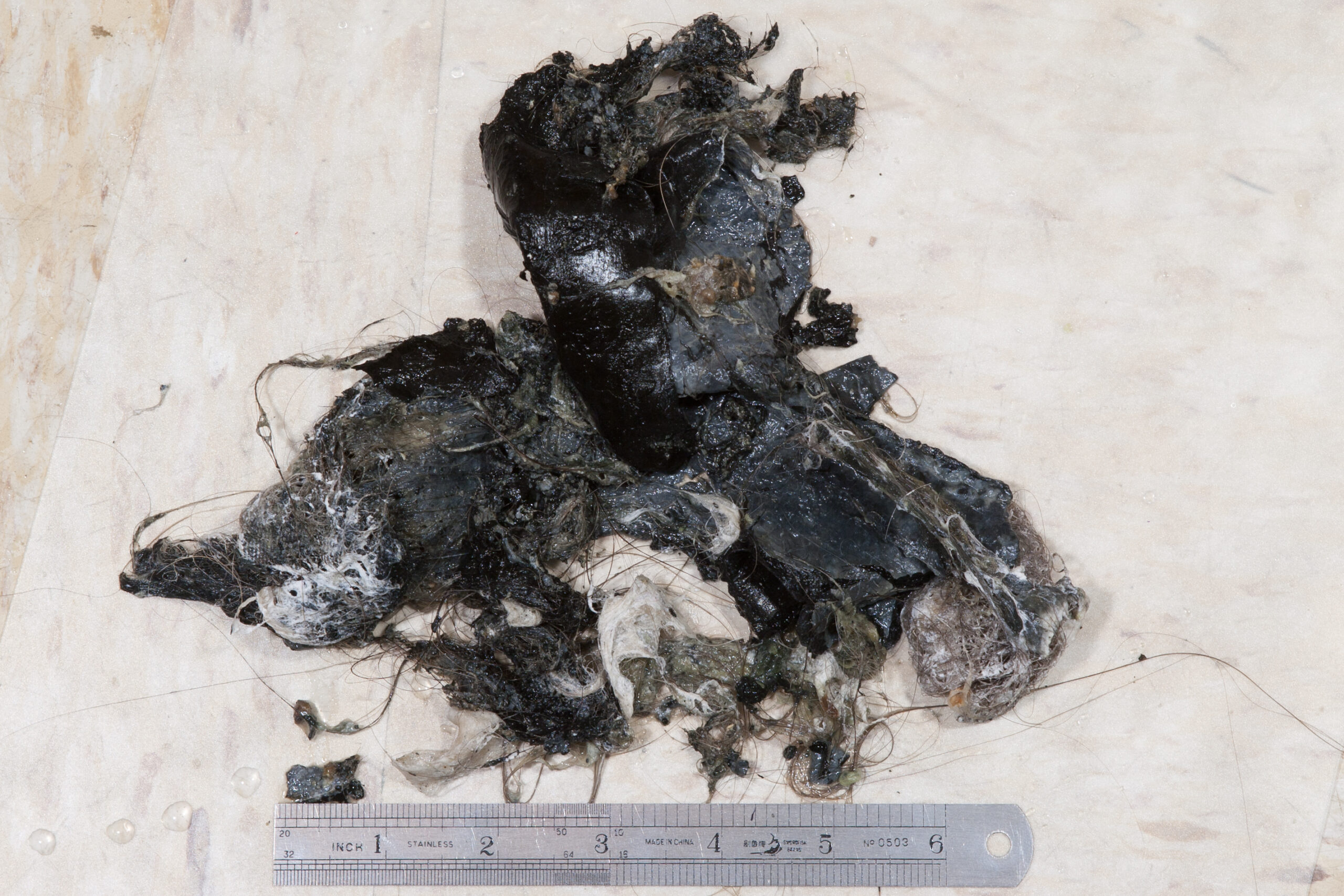 Mass of hair, soap scum, and mold pulled from the shower drain after noticing that it was running slowly.