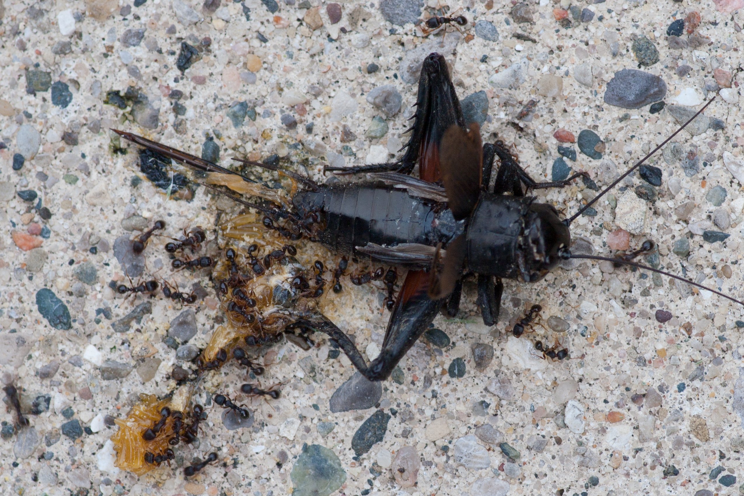Partially squished cricket being eaten by ants.