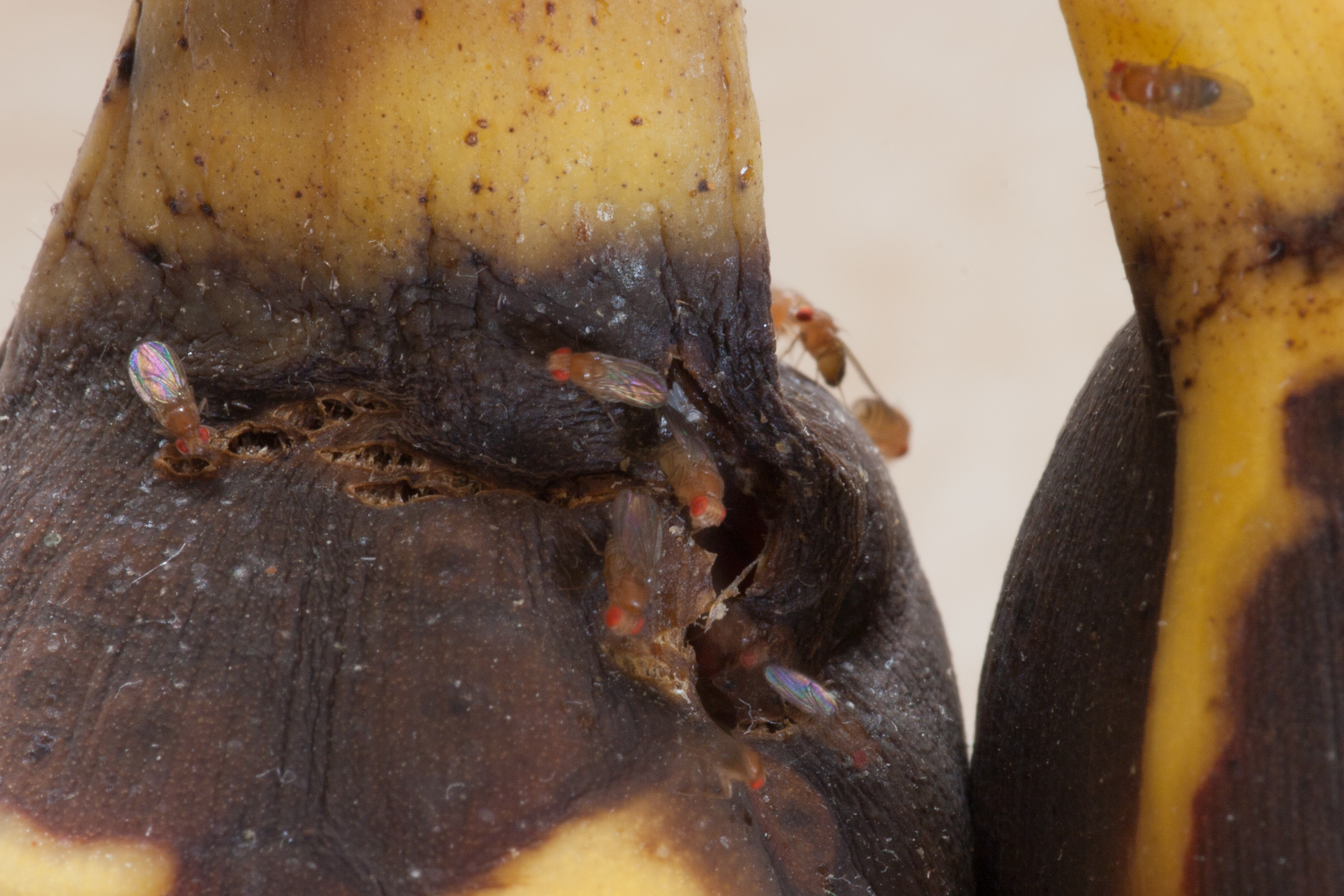 This decaying banana is the source of a bunch of fruit flies in the kitchen.