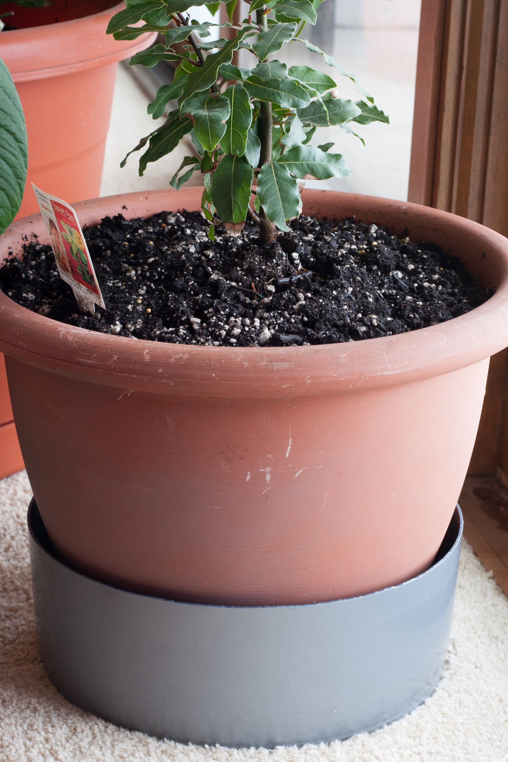 Drip tray made from the bottom 4" of a silver plastic five gallon bucket from Lowe's.