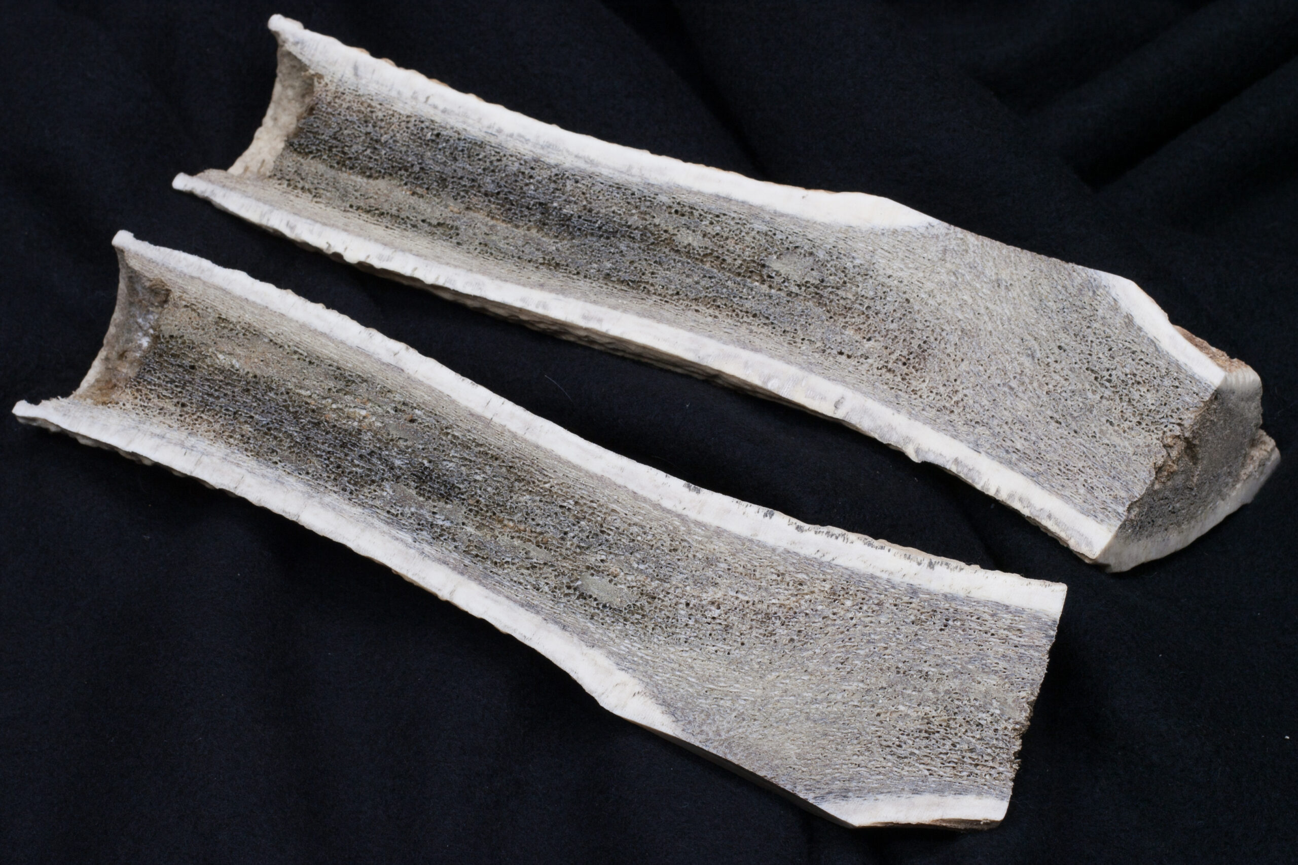 Elk antler dog treat, cut in half with a bandsaw.