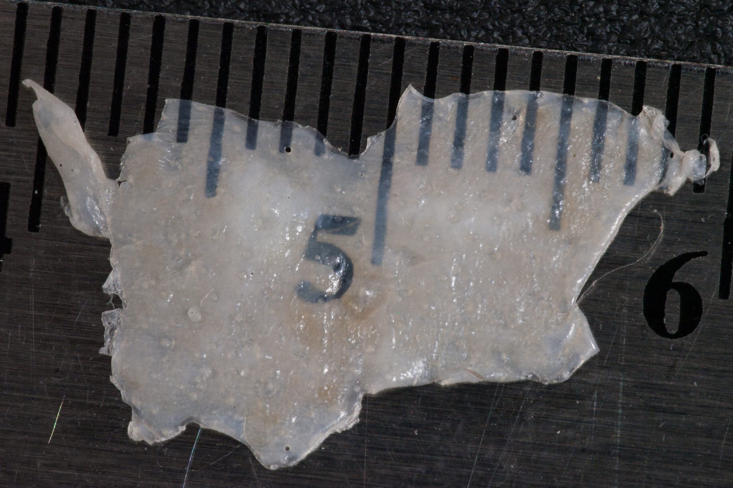 Extremely thin slice of skin removed from the top of my head while shaving with a slightly-used Dollar Shave Club four-blade razor.