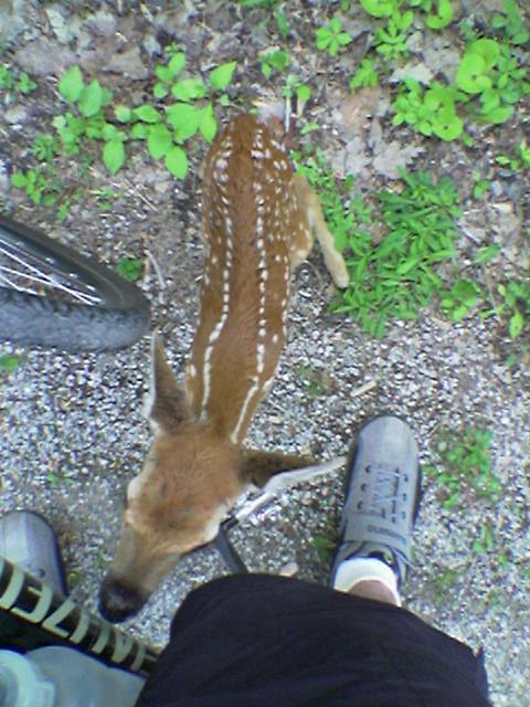 Along the Paint Creek Trail I noticed a small fawn at the edge of path. When I stopped it came out and sniffed me and my bike. It seemed very scared and lost / alone.