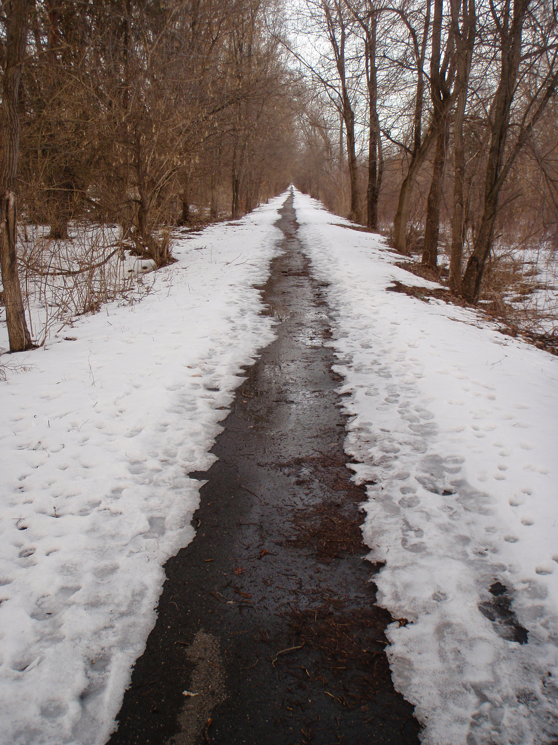 Looking east along the Macomb Orchard Trail between 25 and 24 Mile Roads.
