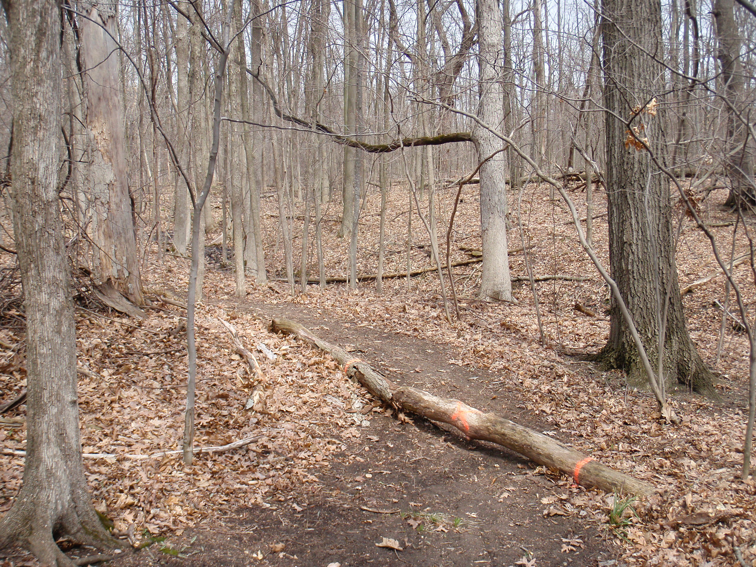 Part of Phase 4 / entrance trail at River Bends, with a marked deadfall tree waiting to be cut out.