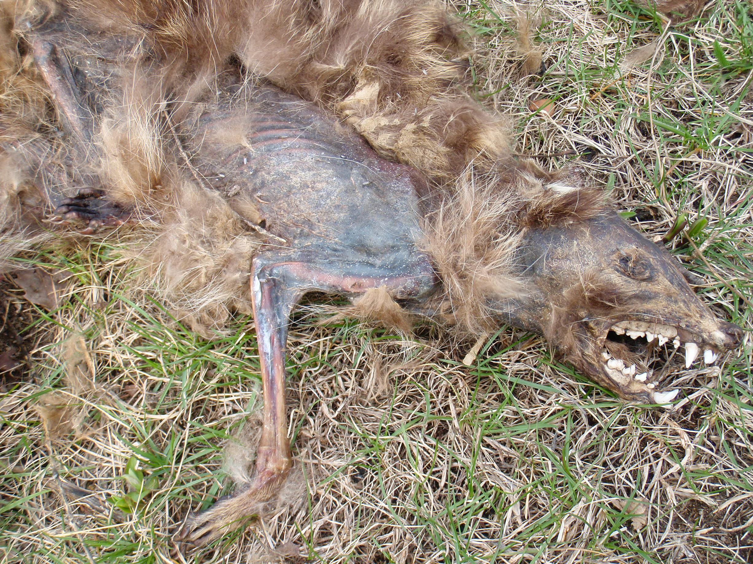 Dead raccoon found at Maybury along the paved path.