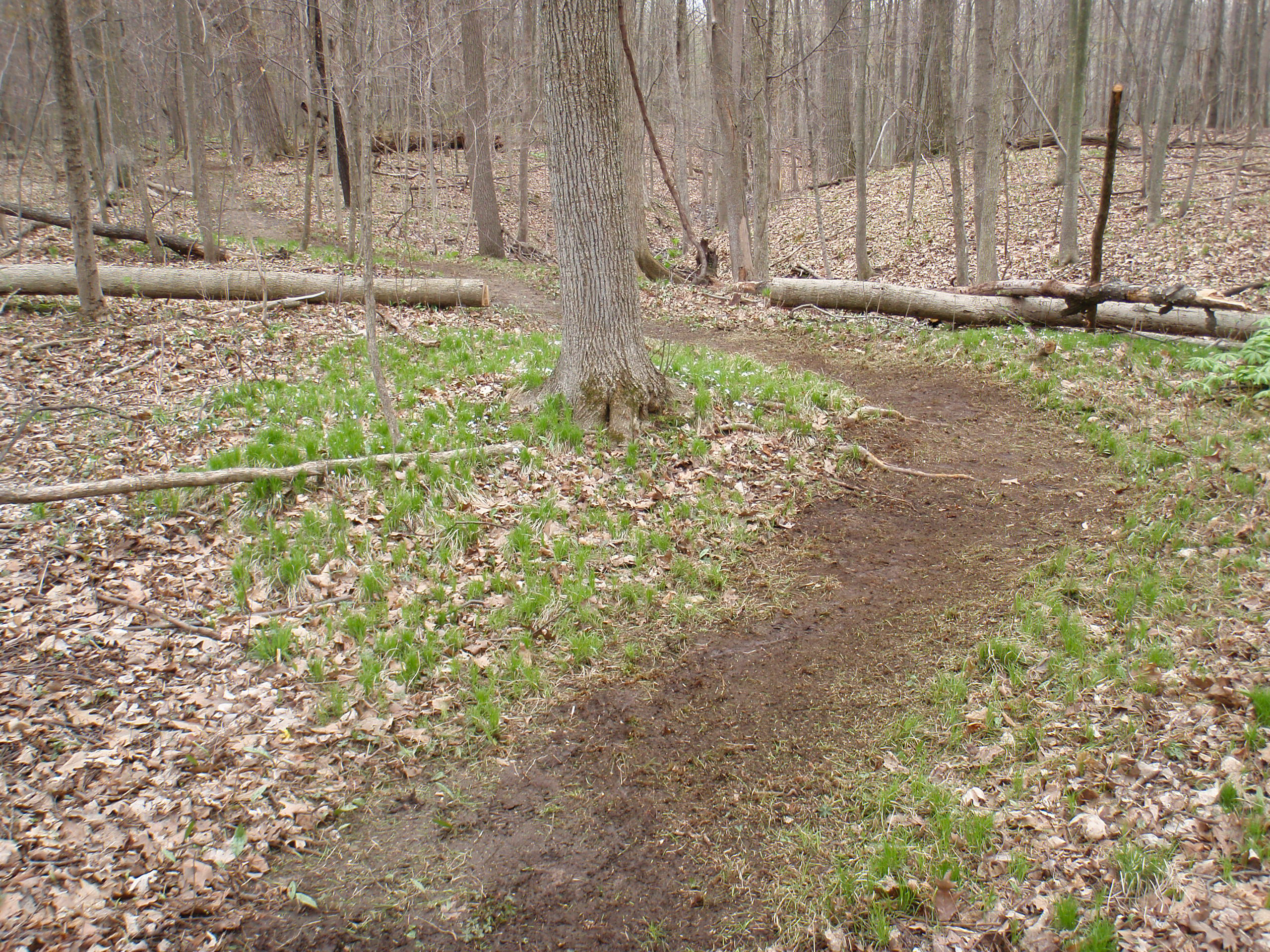 Freshly line trimmed segment of trail through a grassy area of River Bends. This is done to define the trail, after this point it'll likely be self-sustaining.