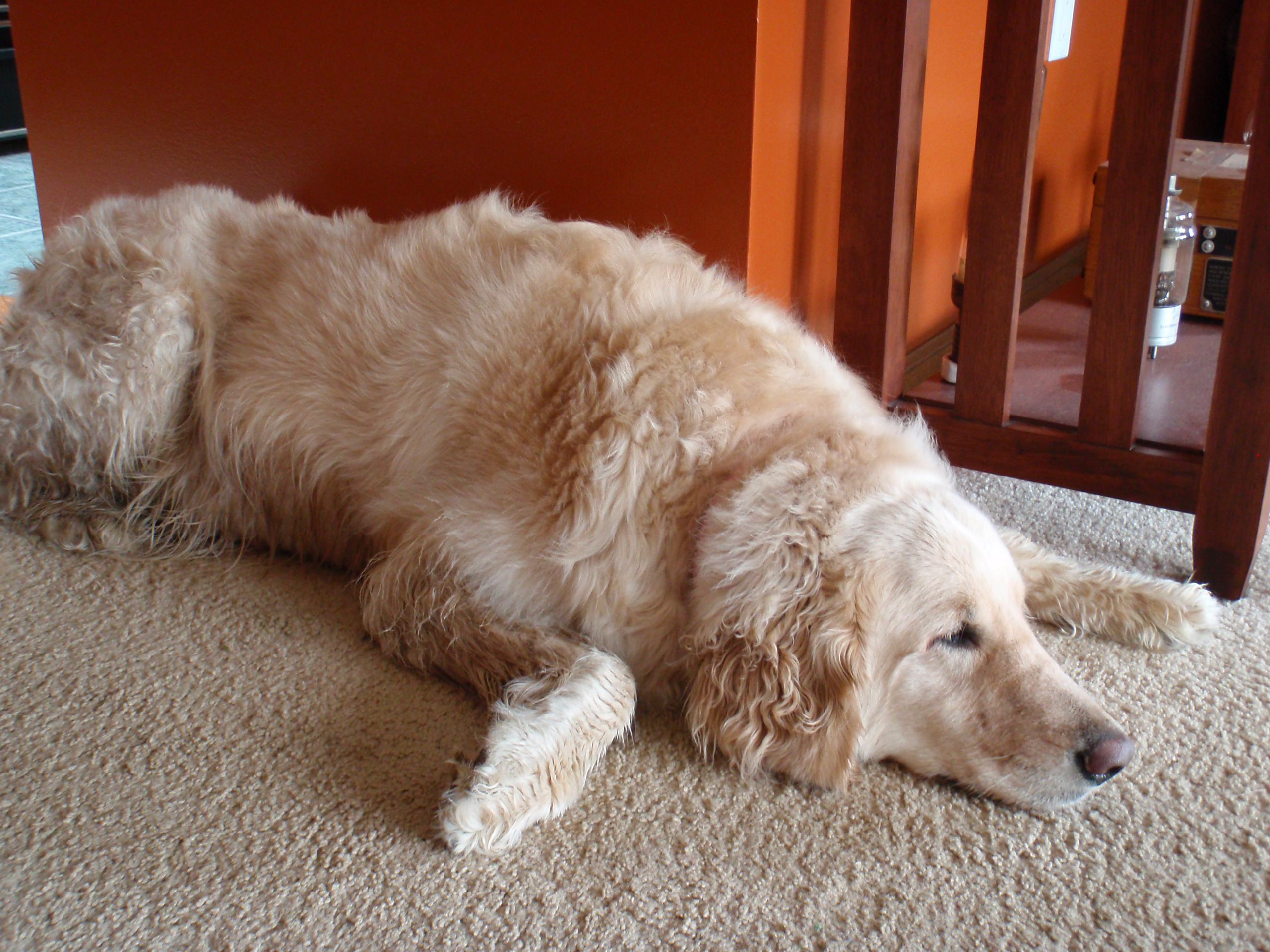 Sleepy, wet, dirty Roxie after a trip to the dog park and long walk along the Clinton River.