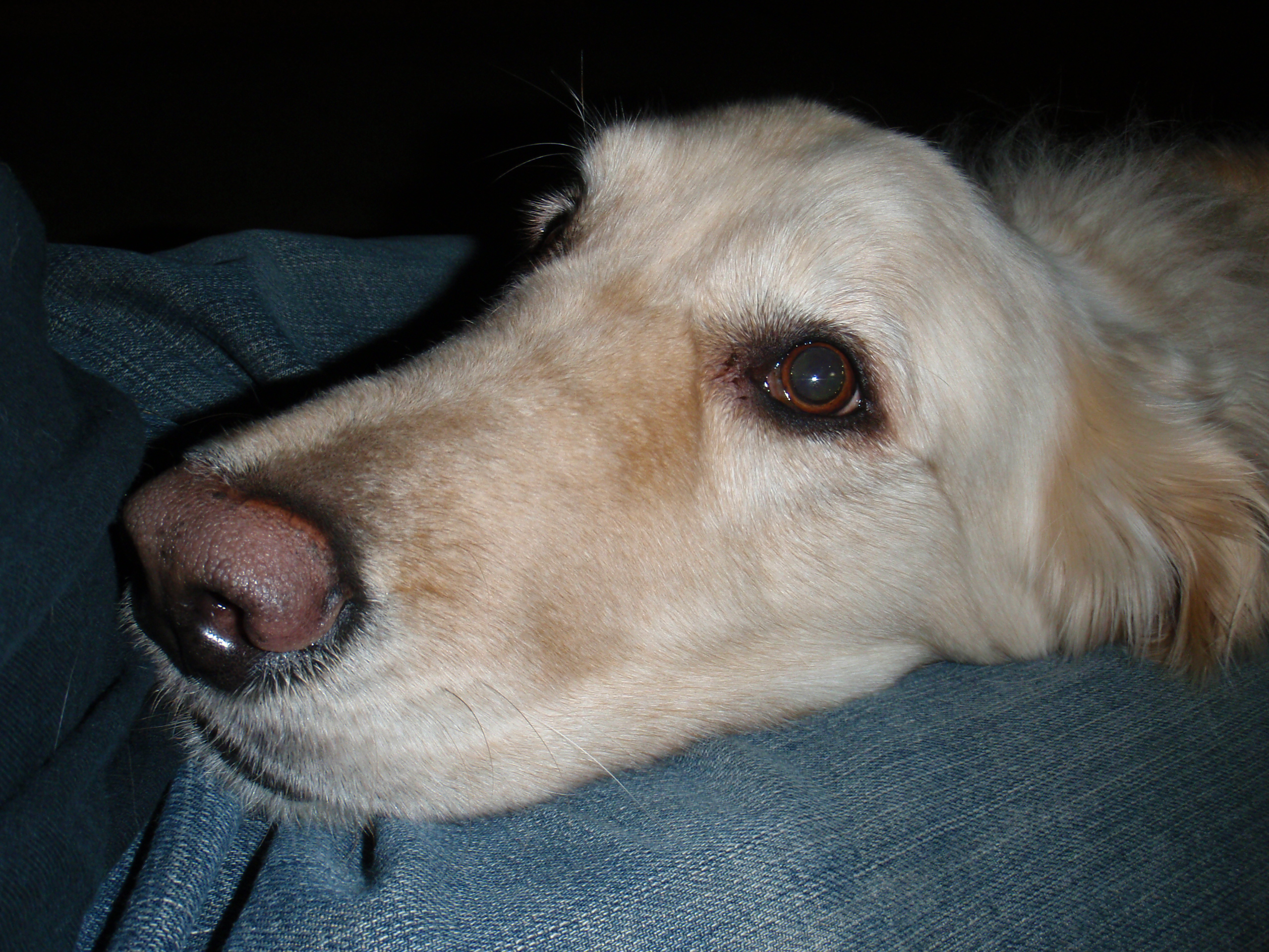 Roxie laying with her head in my lap wanting to be petted.