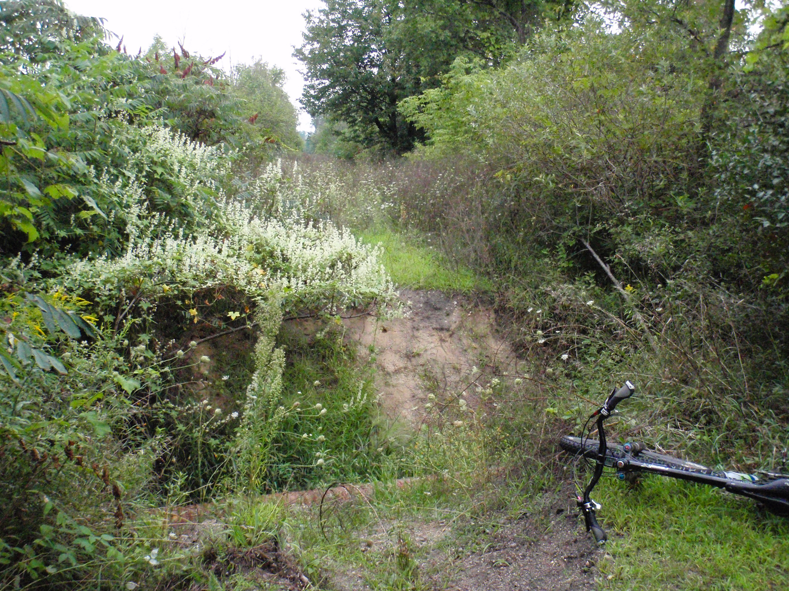 Overgrown portion of the Polly Ann Trail where I turned back during an evening attempt on I-69. This is just after a large ditch, and roughly three miles south of I-69.