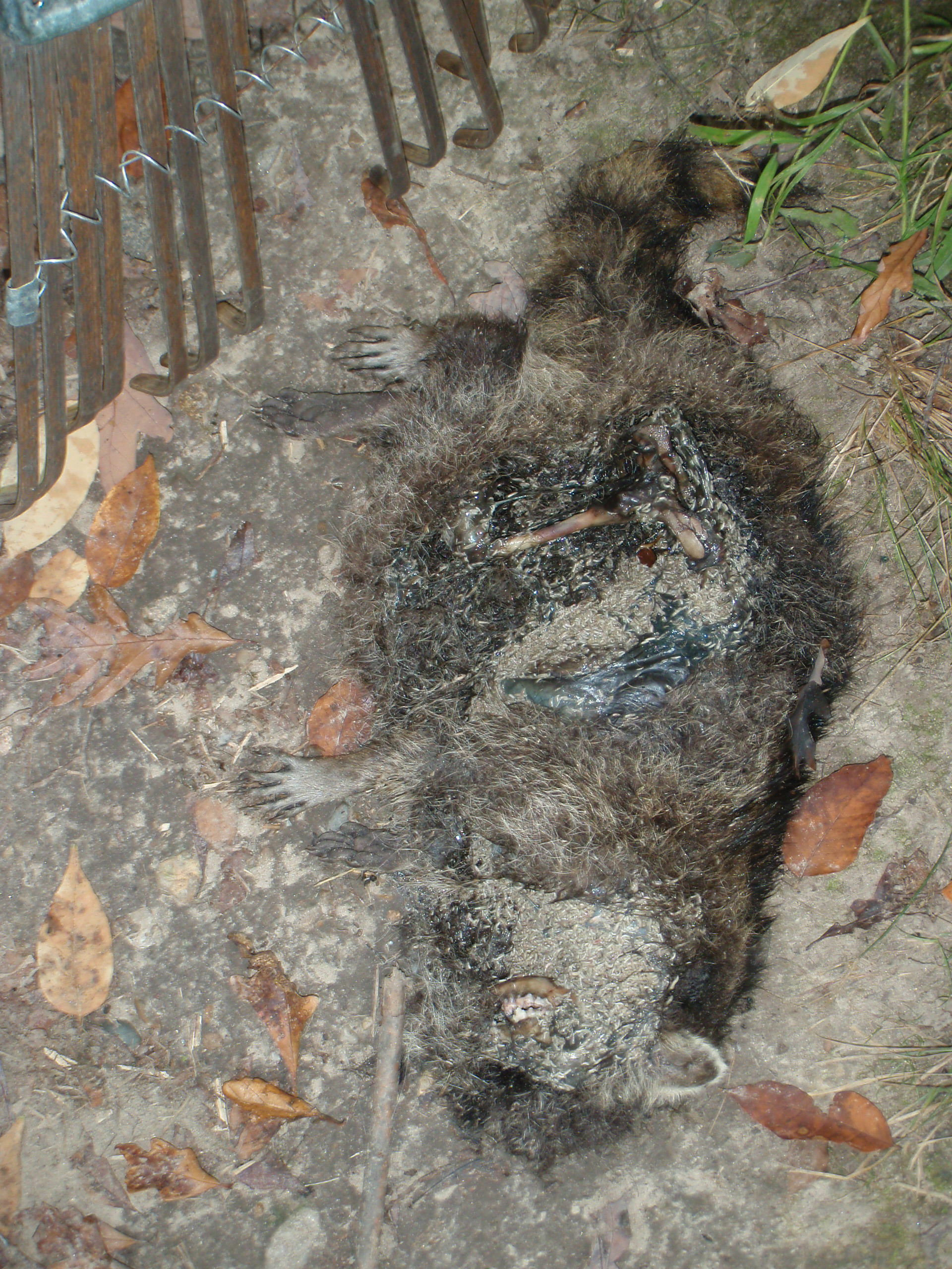 Maggot-filled dead raccoon which was blocking 2/3 of the the single track at Addison Oaks. It was moved off of the trail with the rake shown.