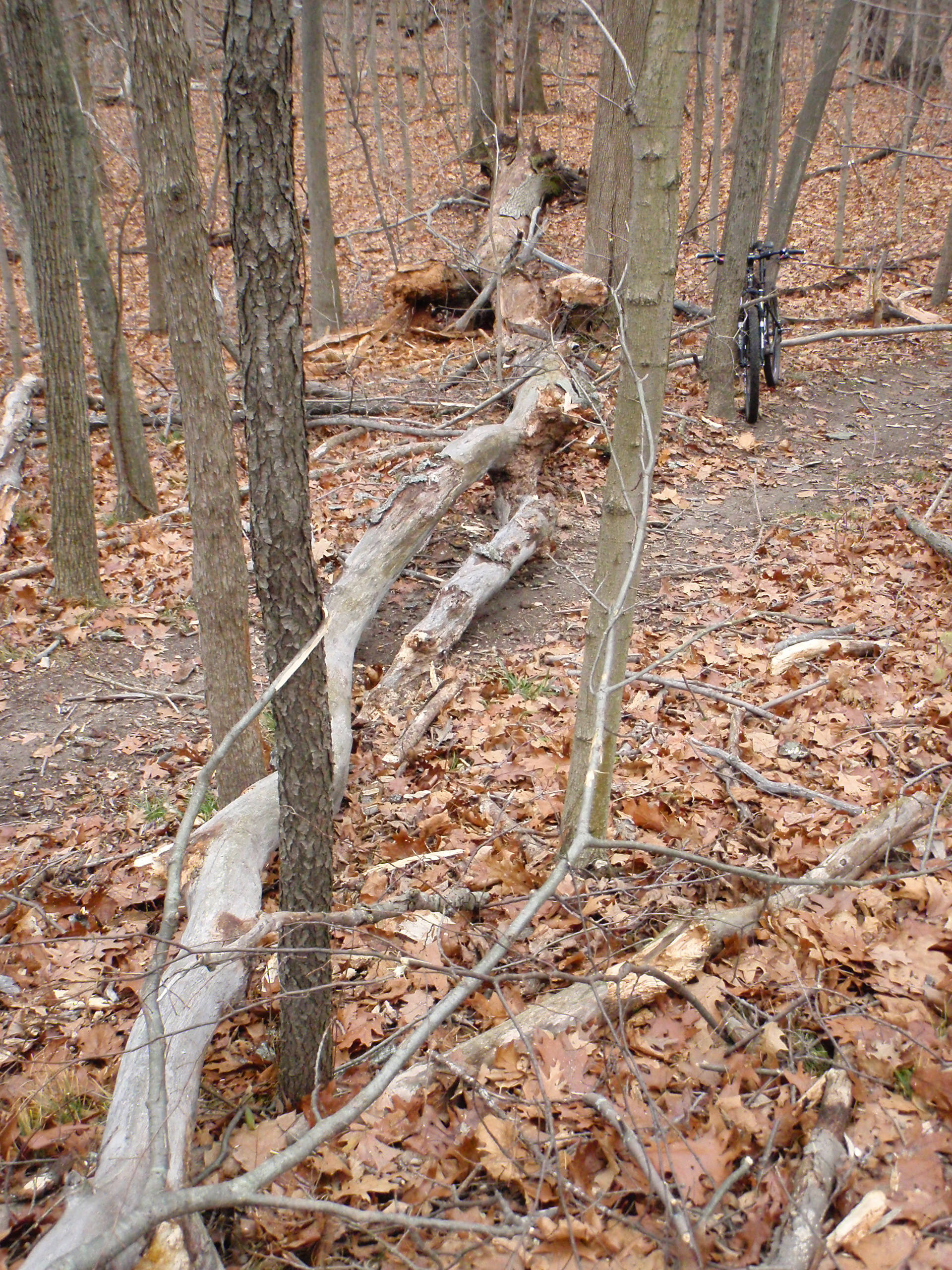 Very large downed tree at River Bends. This will take either a large bow saw or a chainsaw to remove.